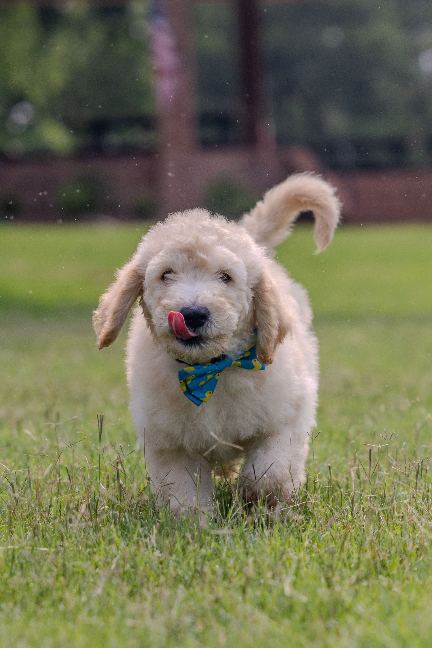 Energetic golden doodle puppy playing with blue toy in grass.