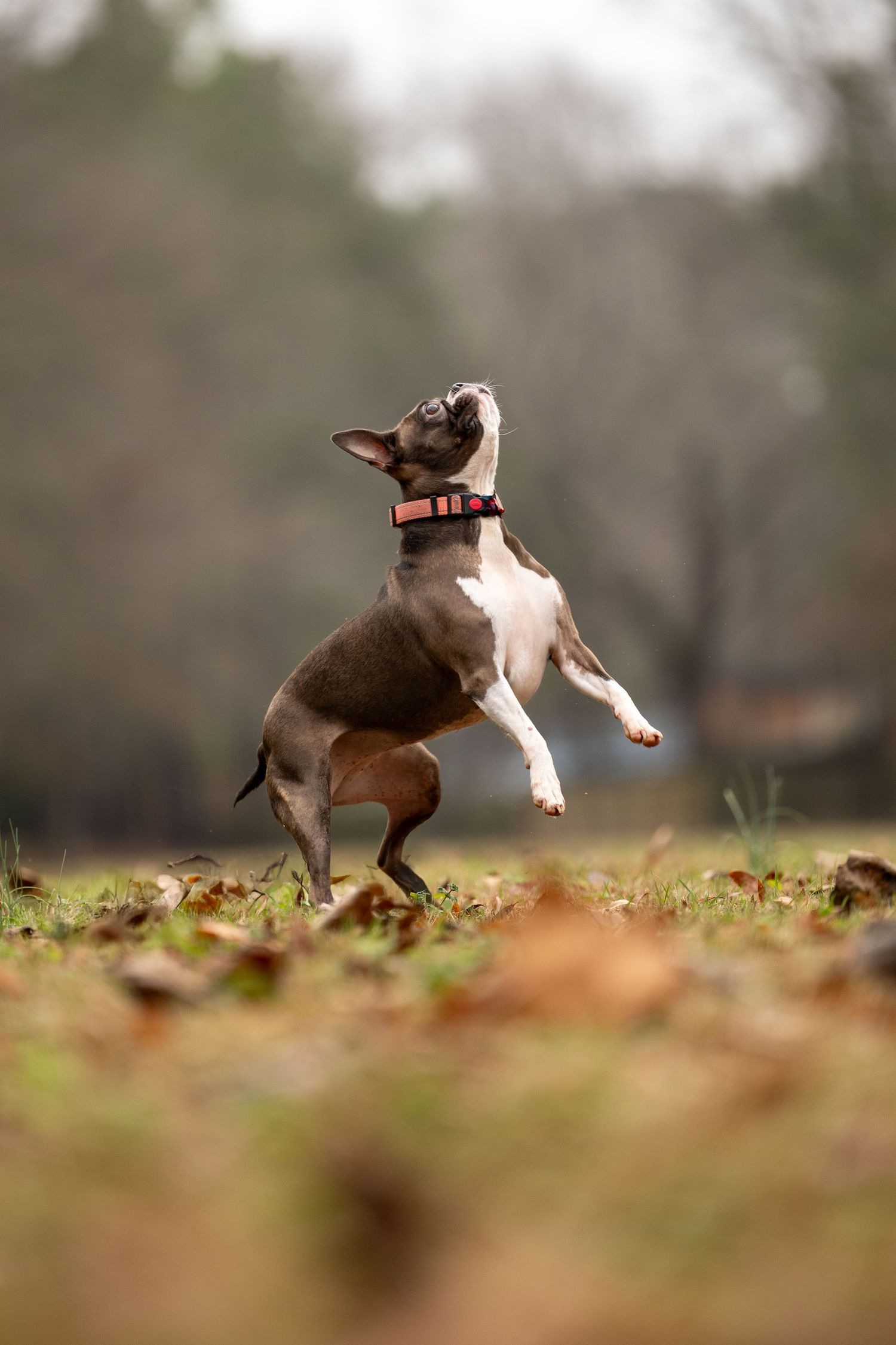 A sequence of four action shots showing a brown and white dog running and jumping playfully through autumn leaves.