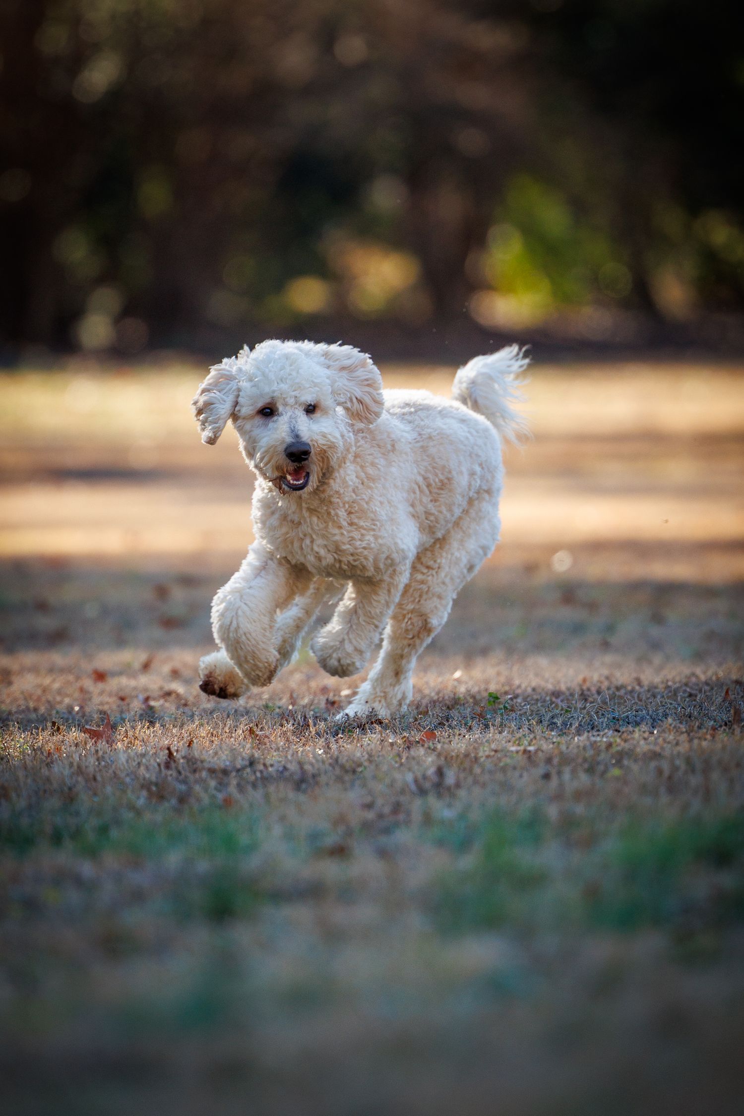 A white Bichon Frise dog runs playfully across fallen leaves in an outdoor setting.