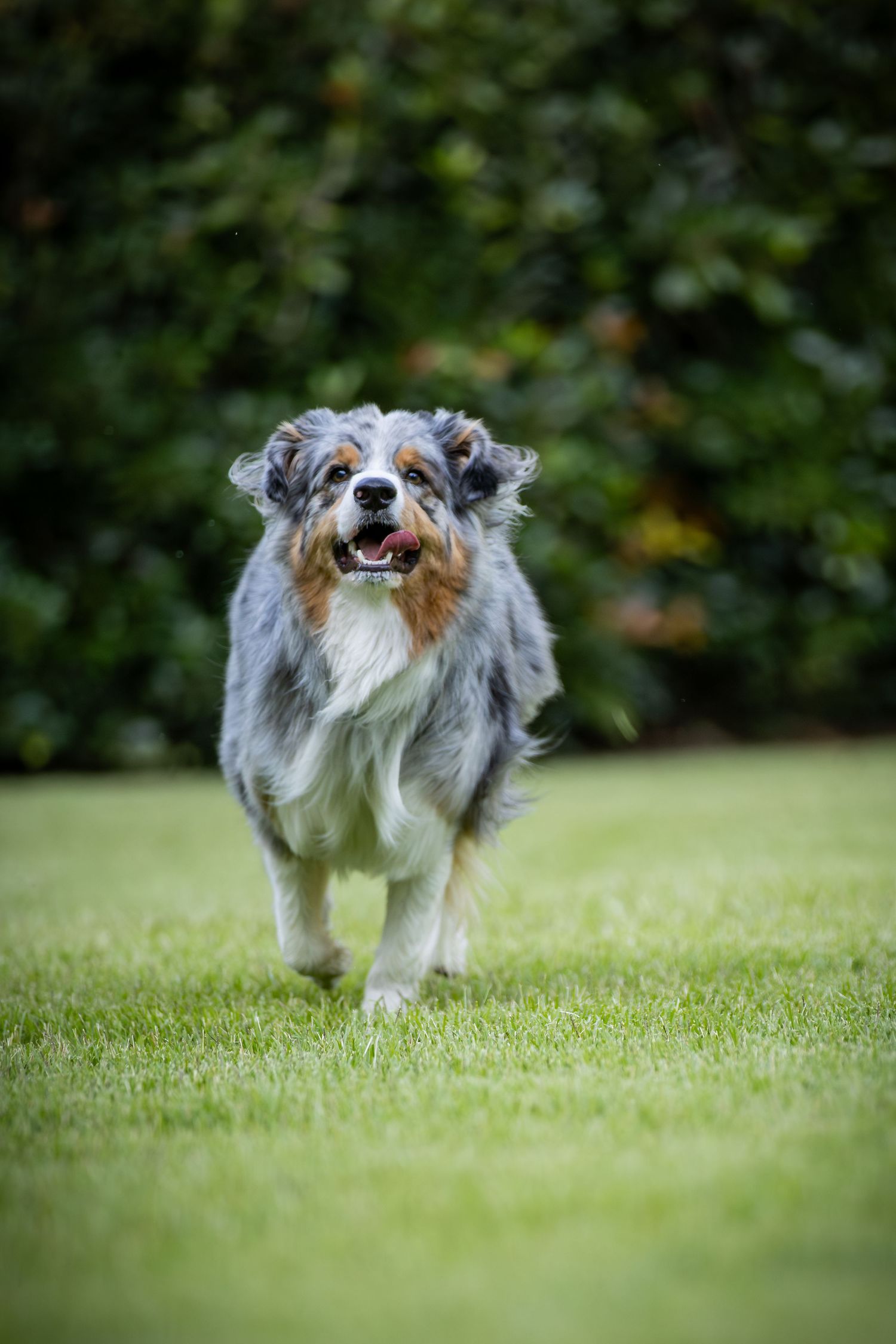 Australian shepherd running happily through backyard with tongue out.