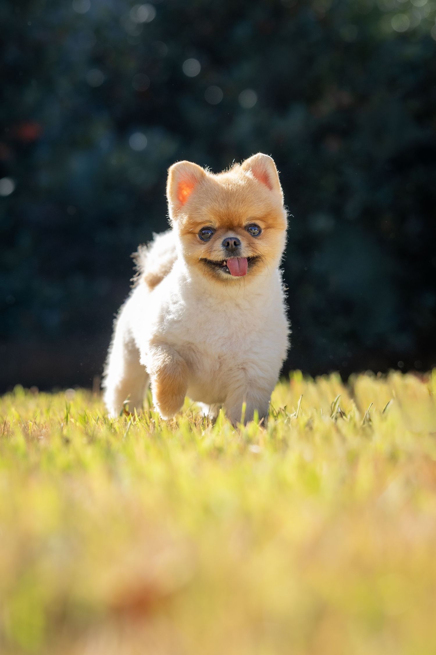 Fluffy Pomeranian puppy sitting in sunlit grass with a happy expression.