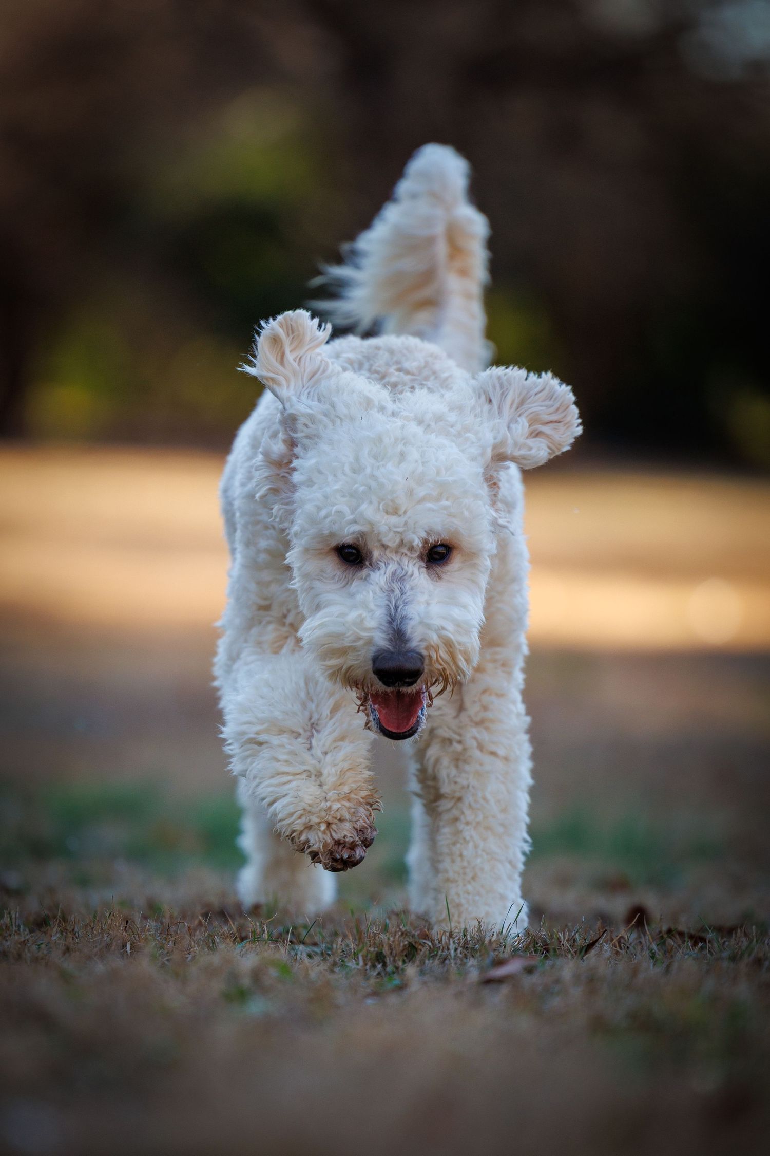 A small white Maltese dog explores the ground outdoors in a series of connected photos.
