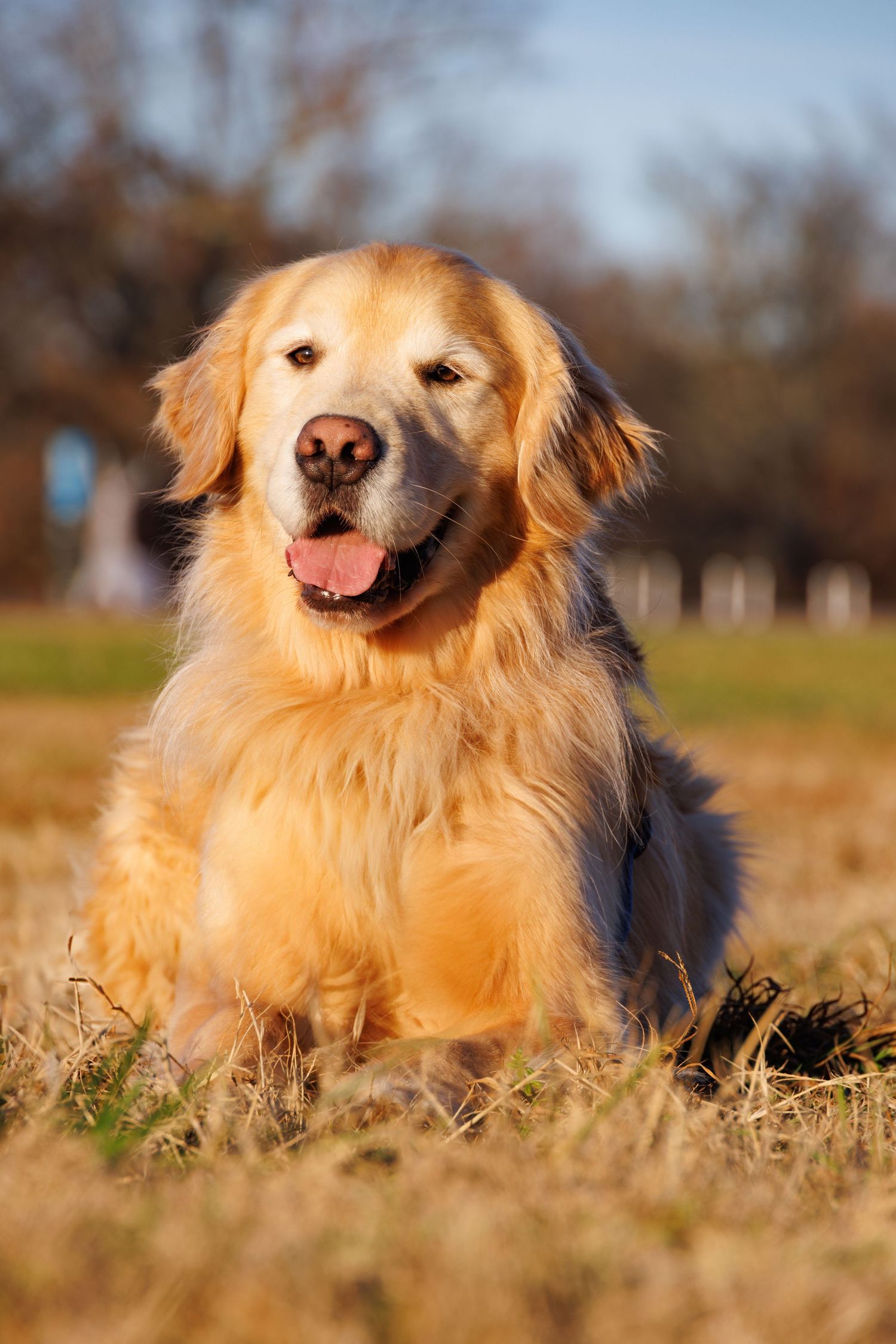 Golden retriever dog lying in grass during golden hour sunlight.