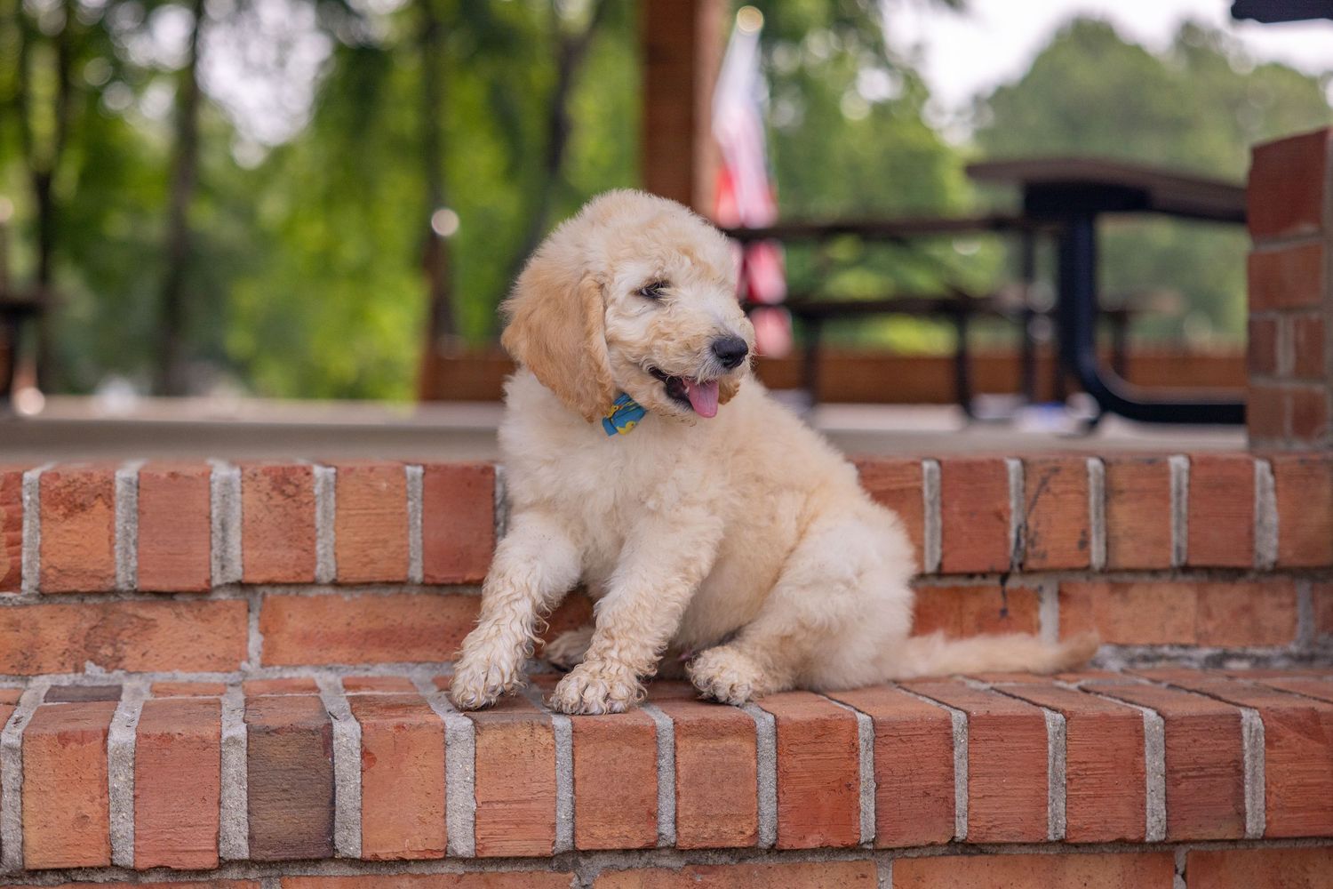 Cute golden doodle puppy resting on red brick steps outdoors.
