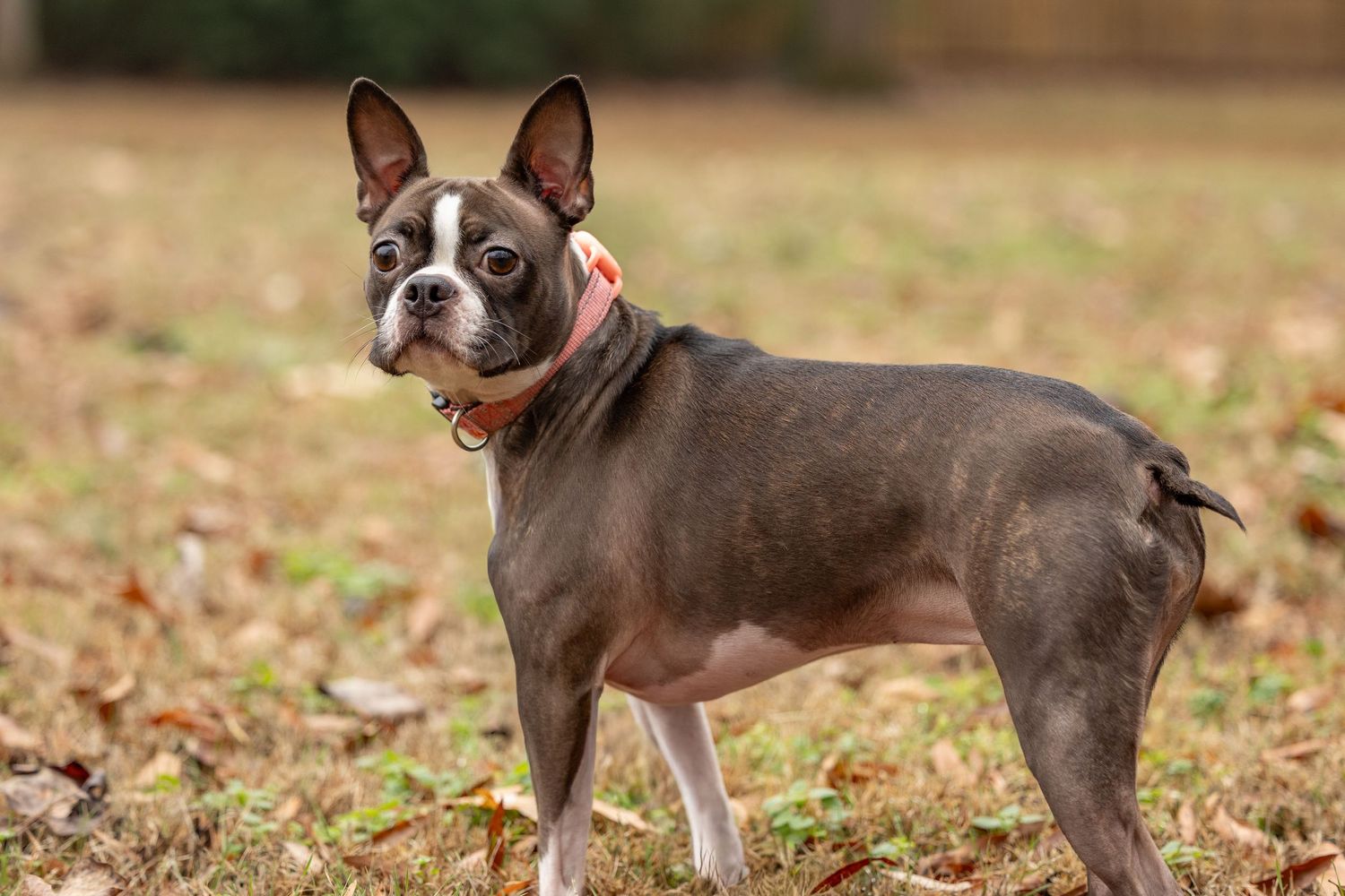 Boston terrier dog standing in profile on grass with fallen autumn leaves wearing a red collar.