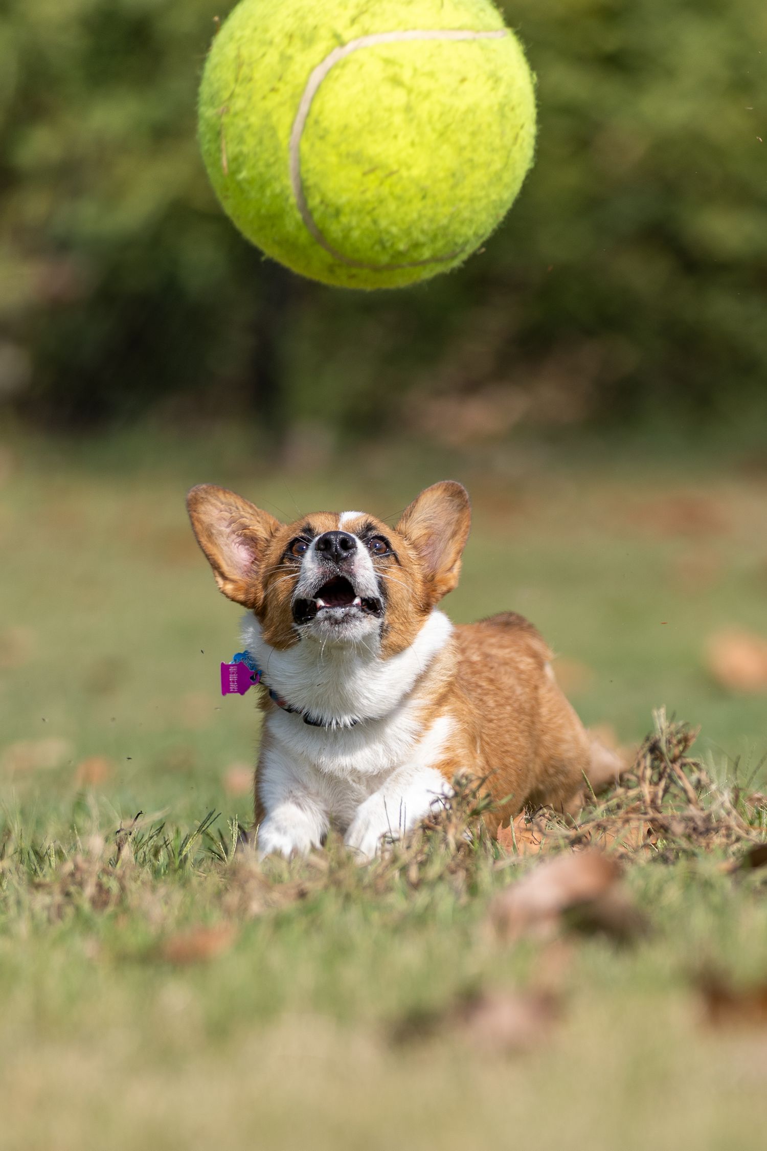 Corgi watching tennis ball bounce above while lying in grass.
