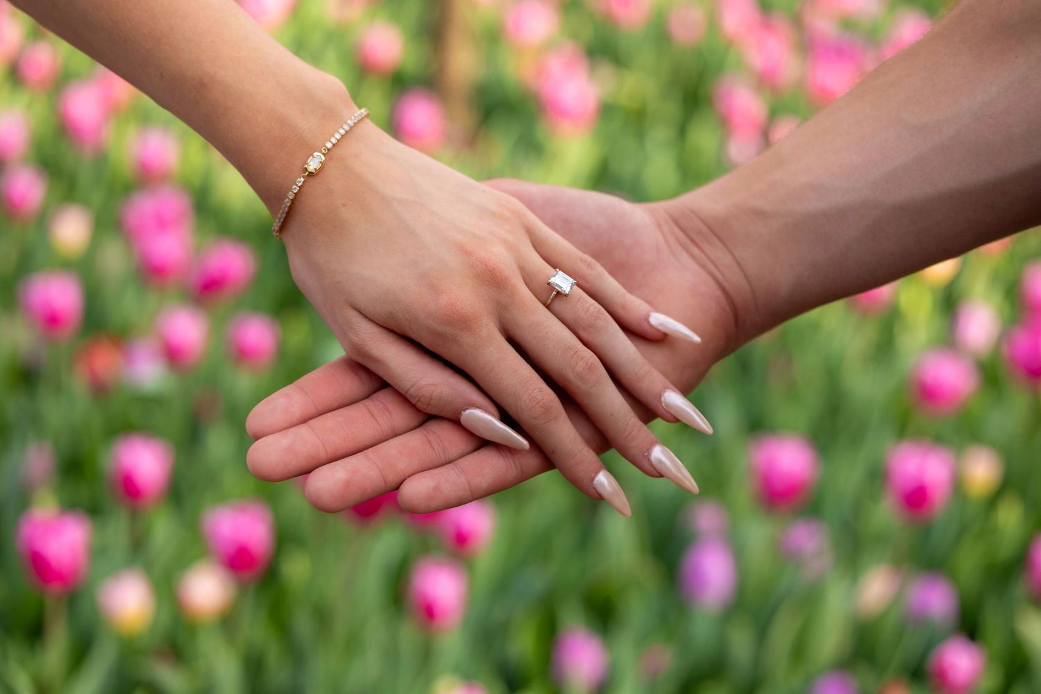 Close-up view of hands touching against a vibrant pink tulip garden background.