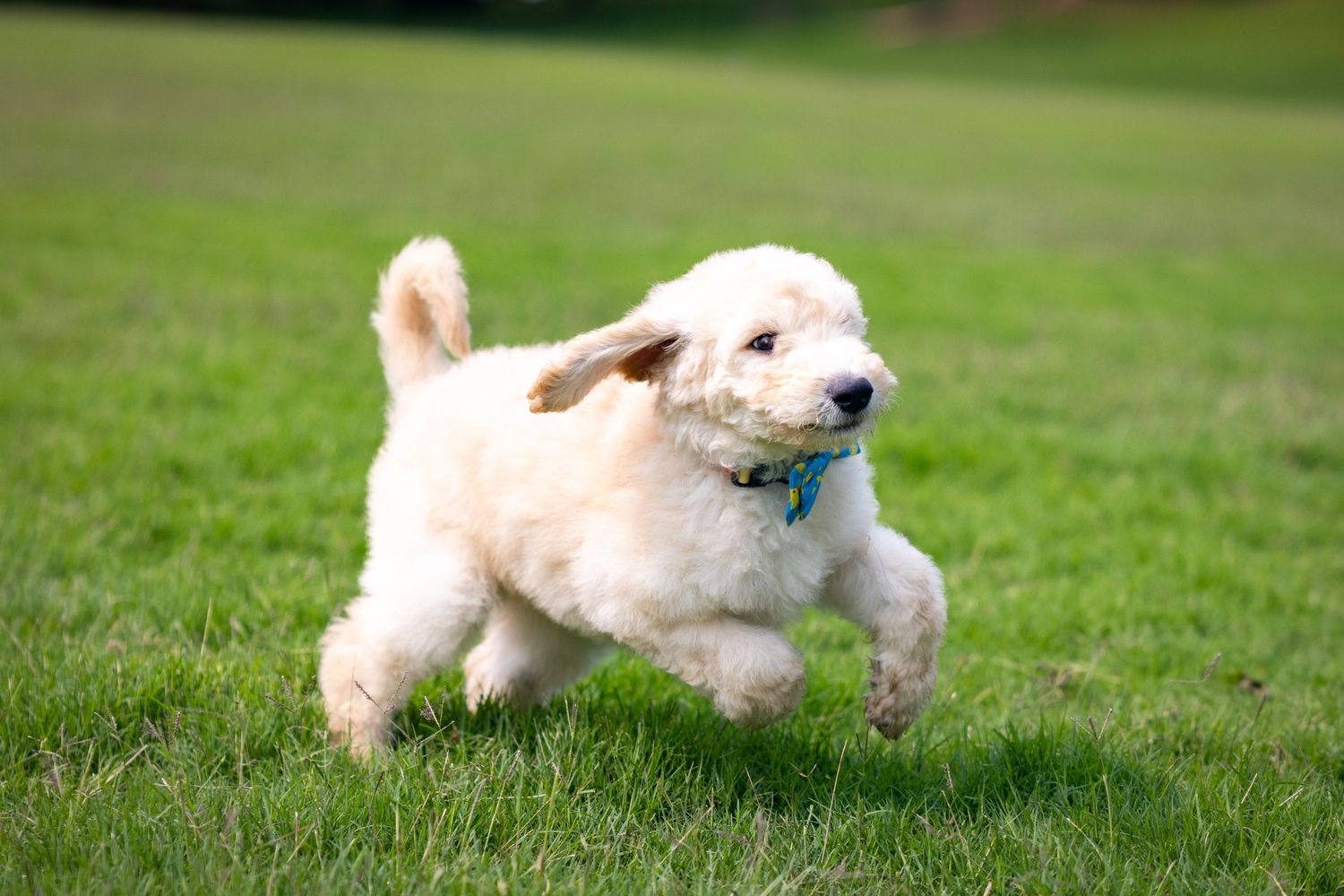 Happy golden doodle puppy enjoying outdoor playtime in the grass.