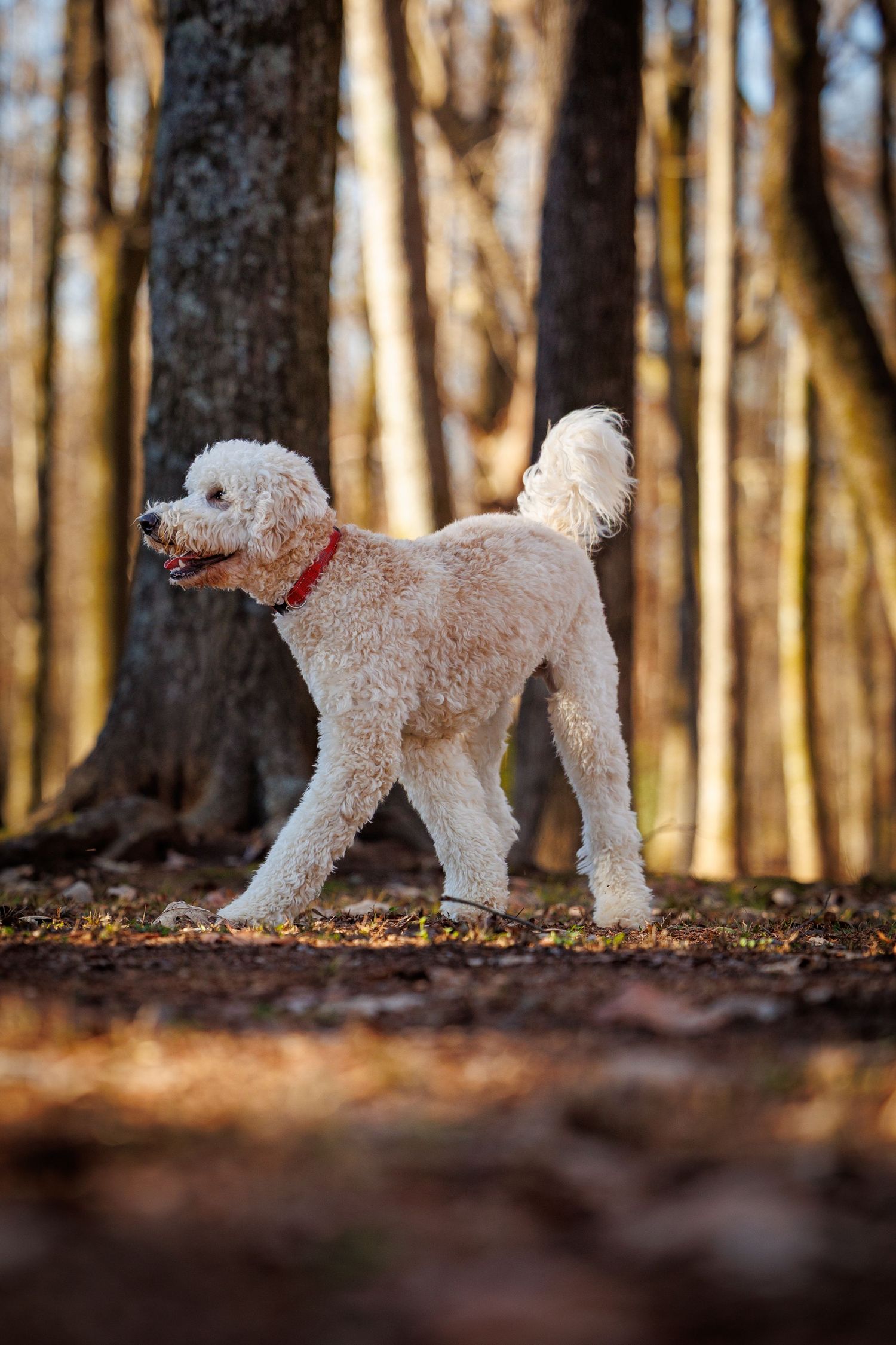 A white poodle dog walks through a forest with fallen leaves and bare trees in the background.