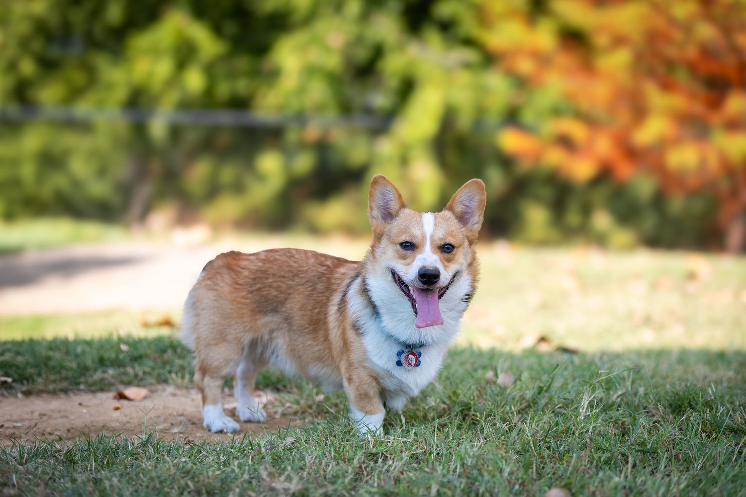 Smiling corgi relaxing on grass during fall season.