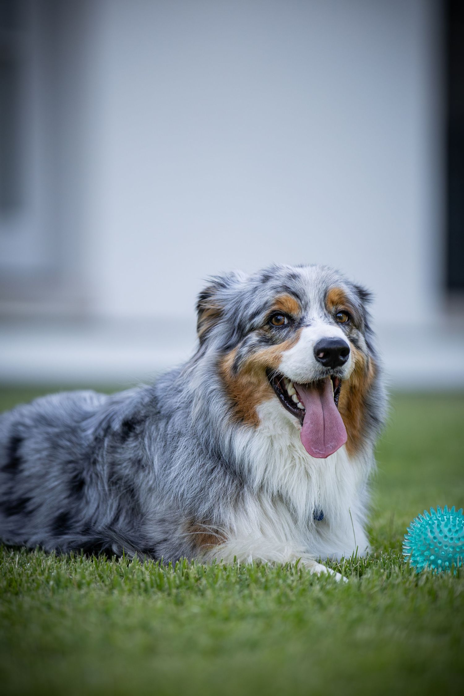 Australian shepherd dog lying on grass with blue toy and happy expression.