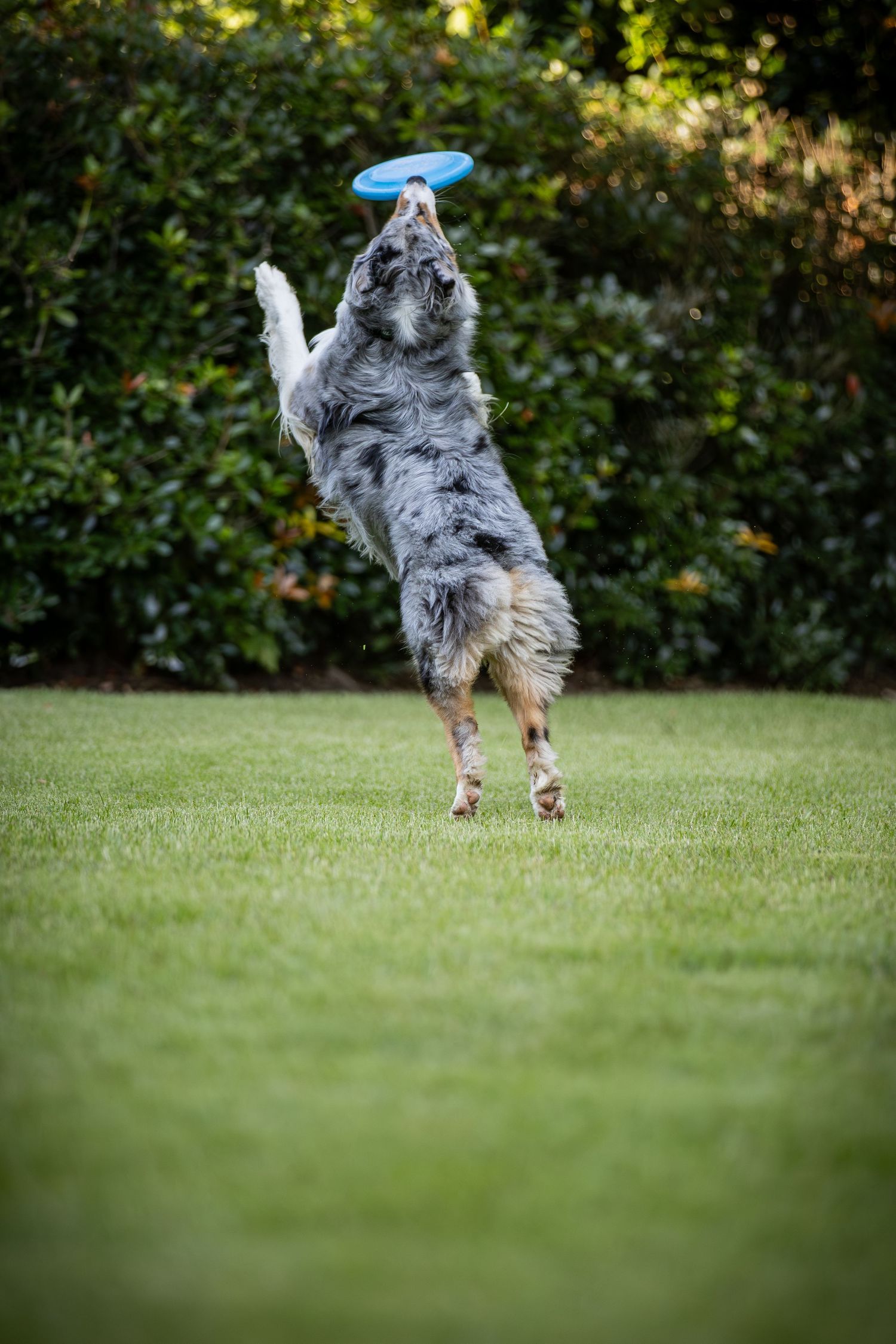 Australian shepherd dog leaping high in the air to catch a blue frisbee in a backyard.