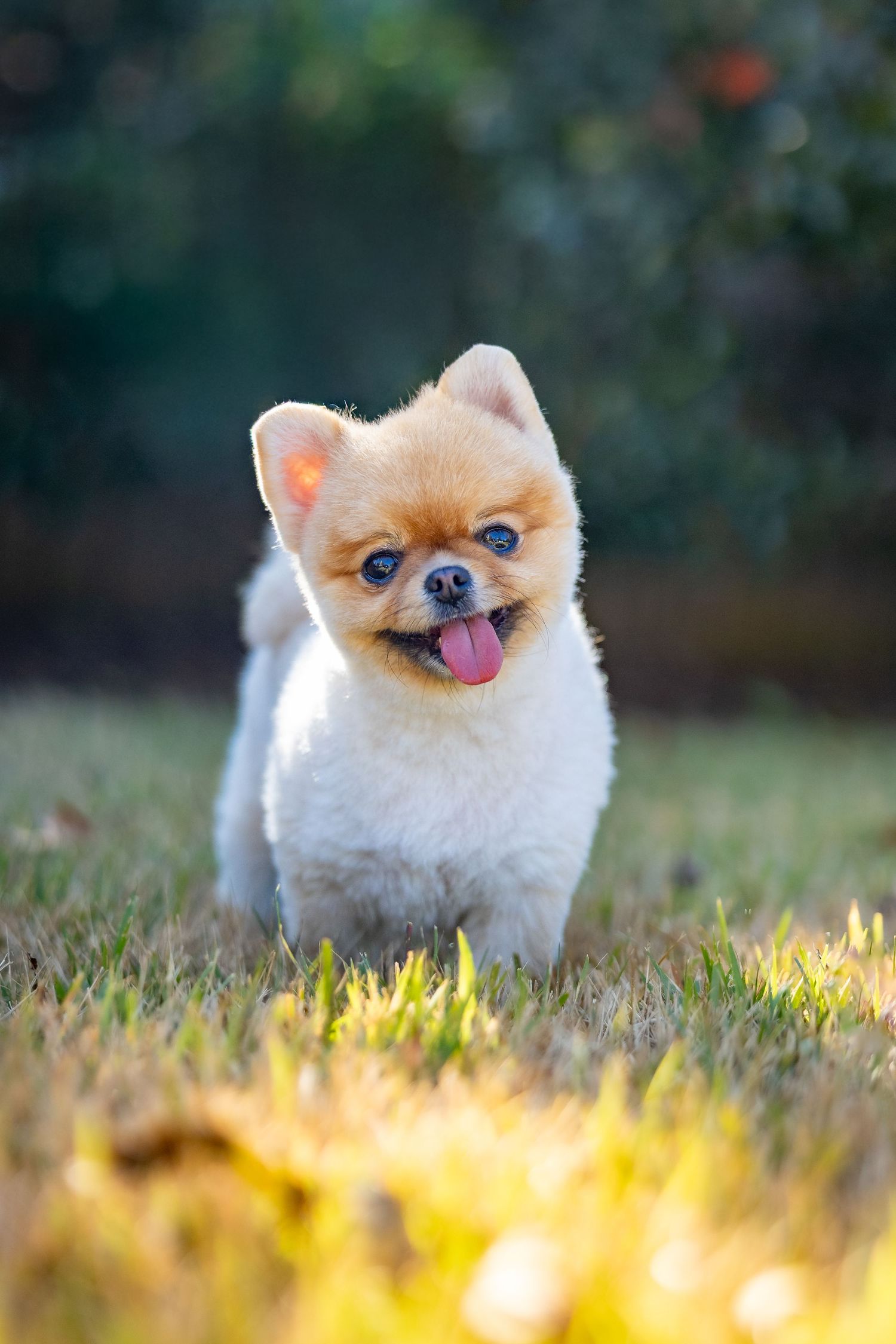 Happy Pomeranian dog with tongue out sitting in sunlit grass.