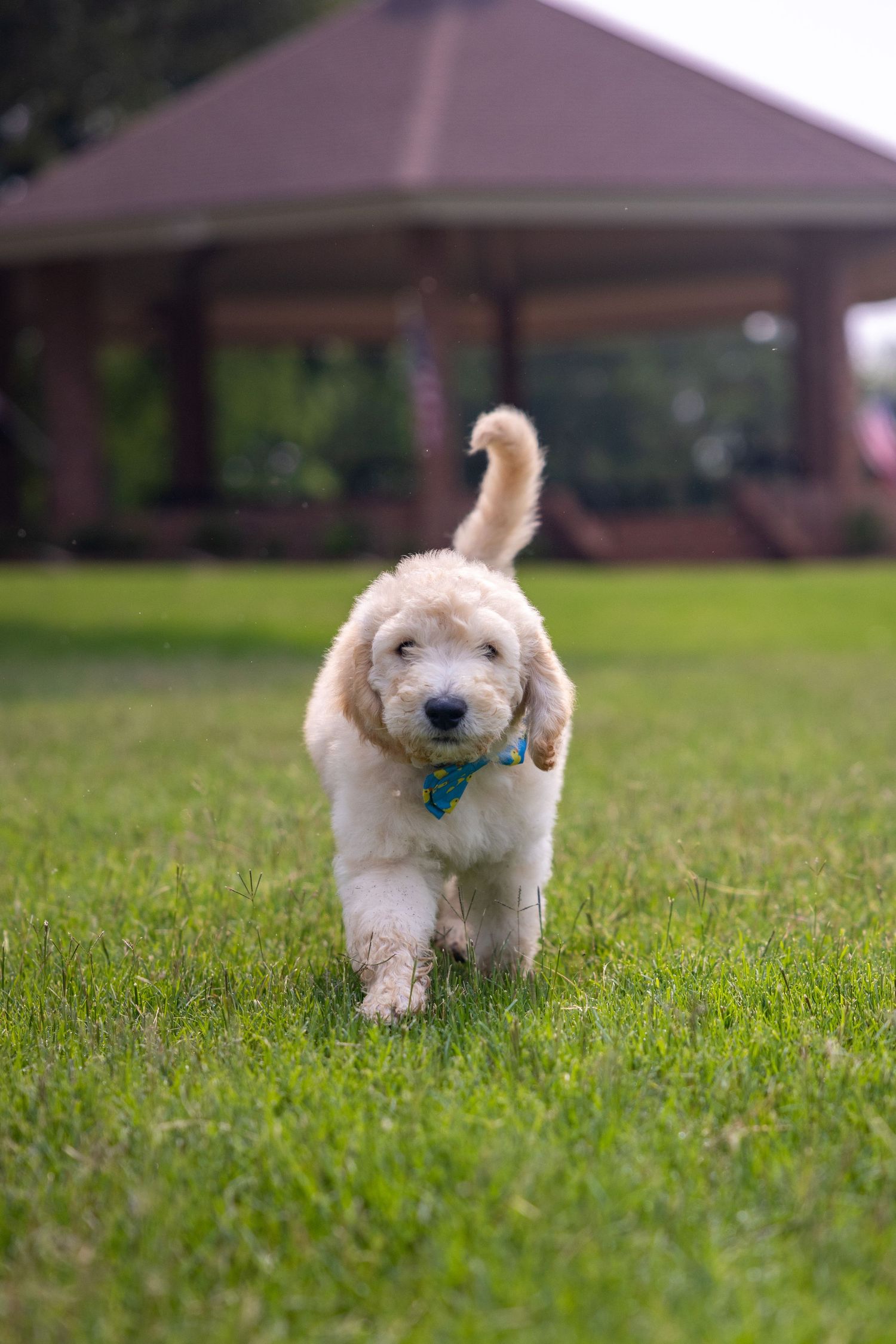 Fluffy goldendoodle puppy running playfully through green grass.