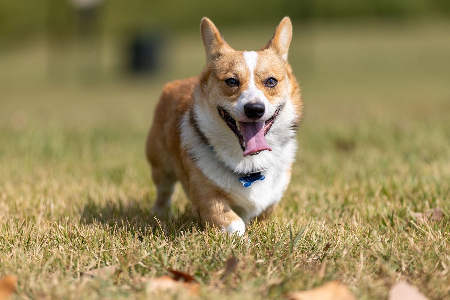 Corgi dog running playfully through green grass on a sunny day.
