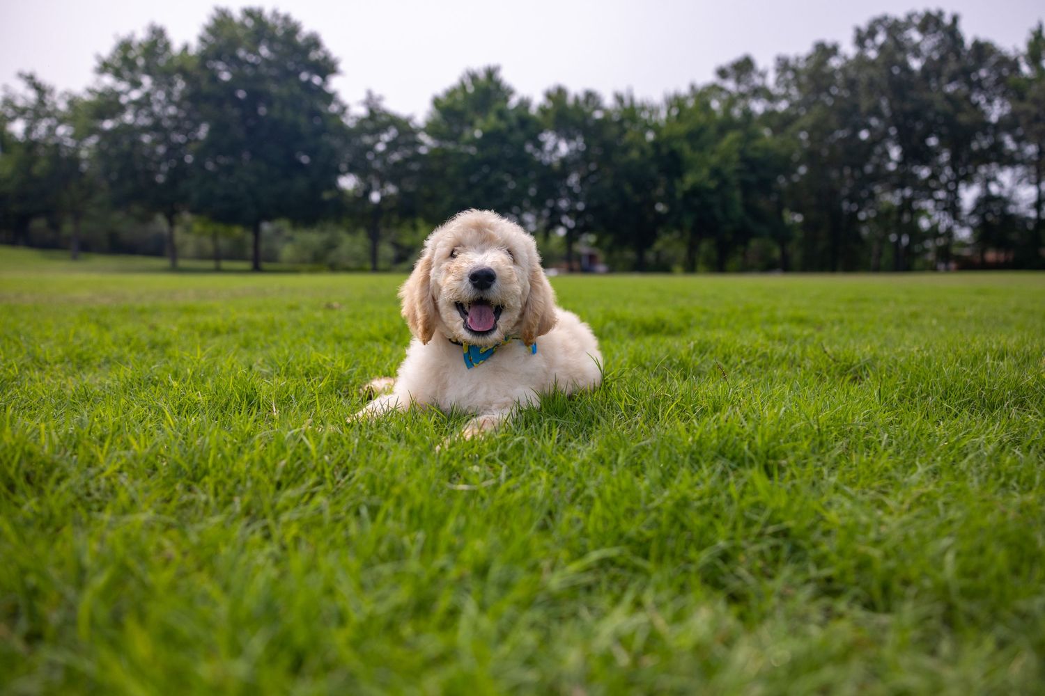 Smiling golden doodle dog lounging on grass with trees in background.