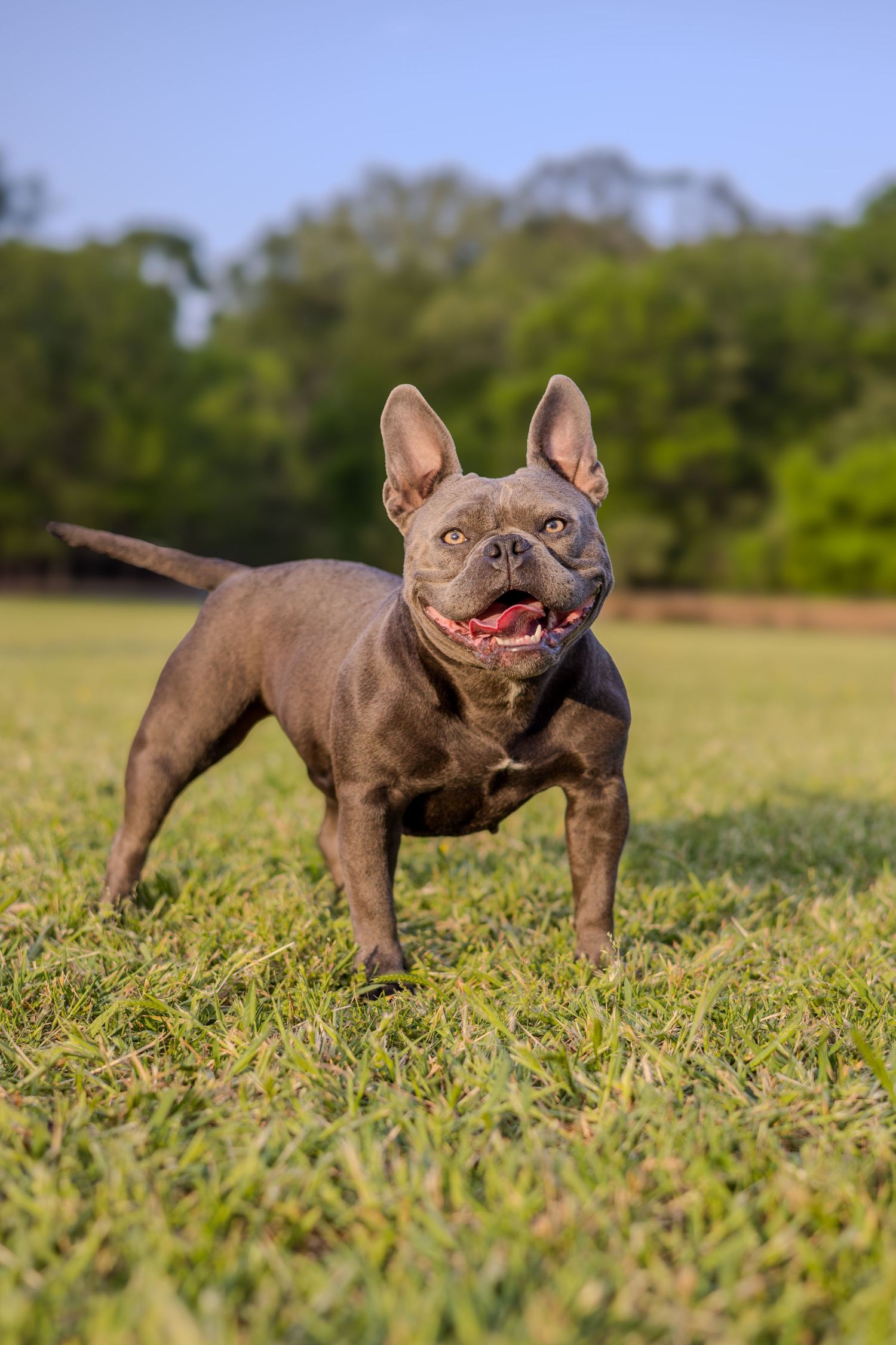 Brown French Bulldog playing and posing in a grassy field on a sunny day.