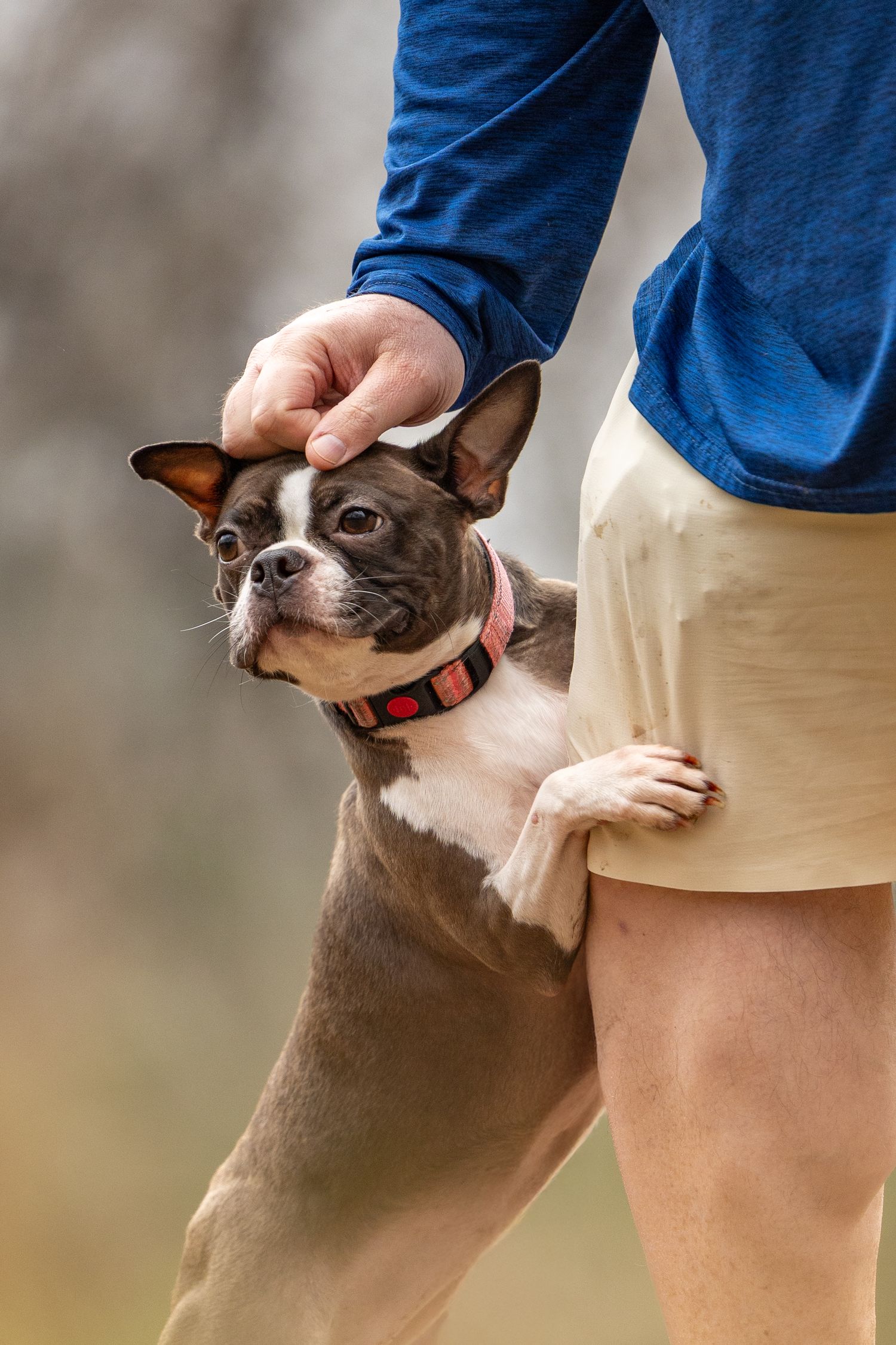 A brown and white Chihuahua mix dog being petted while standing close to its owner wearing blue jeans.