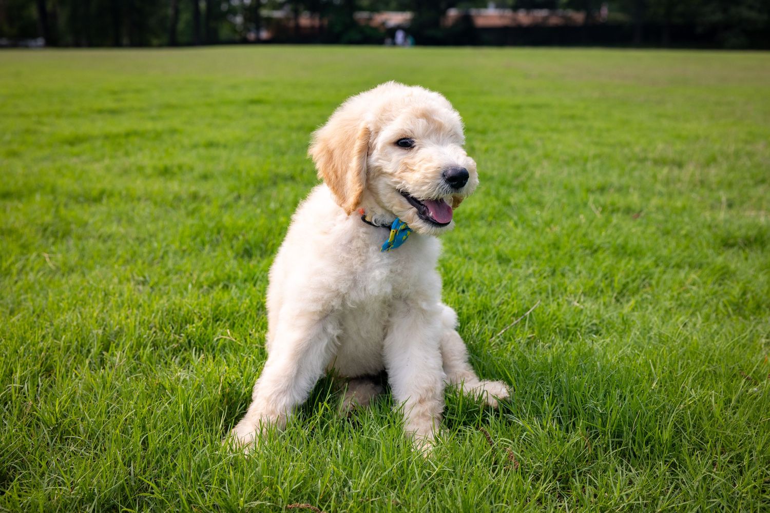 Golden doodle puppy lying in lush green grass on a sunny day.