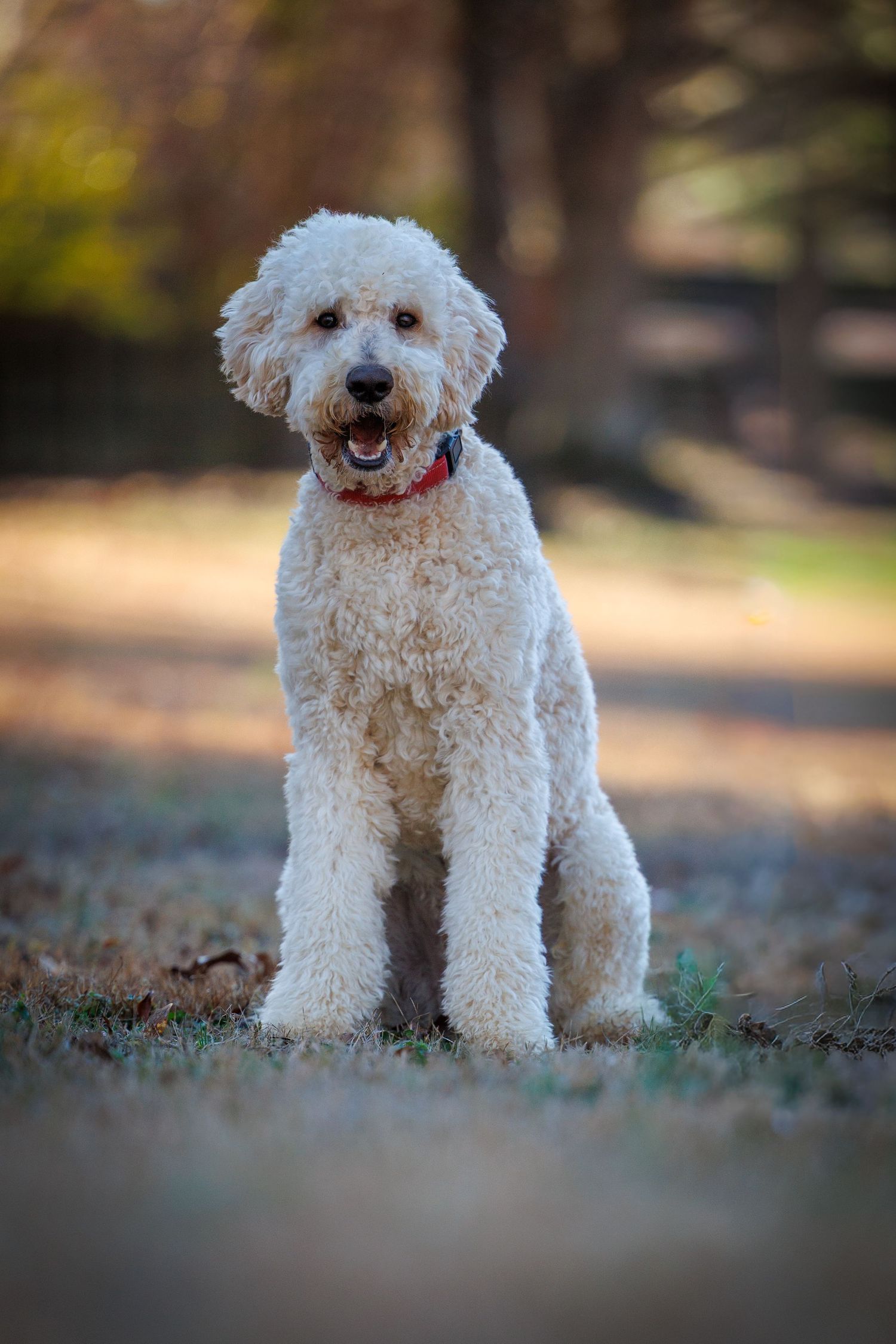 A fluffy white Bichon Frise dog sits calmly on grass in a park setting with blurred background.