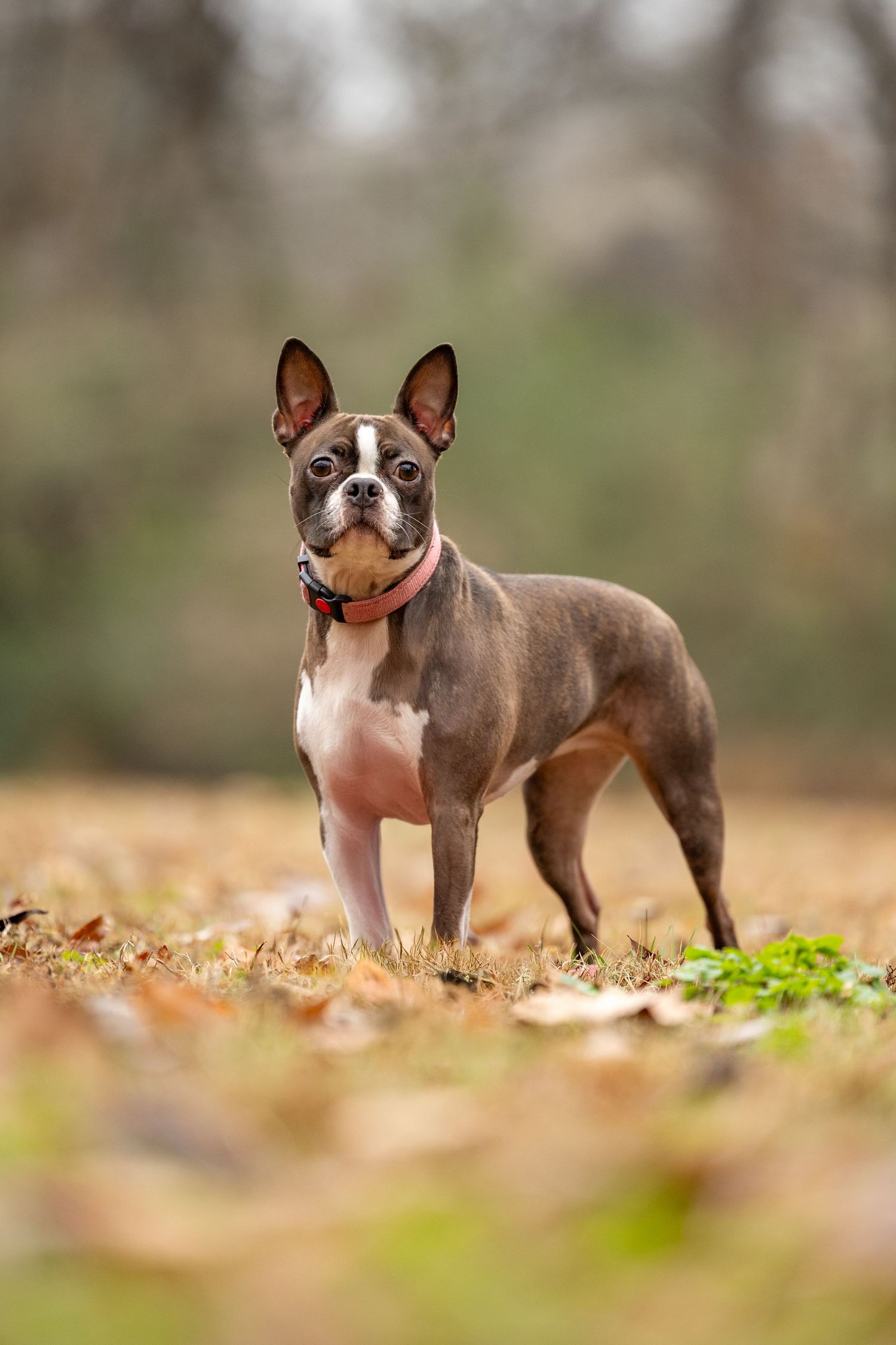 Boston terrier standing alert in fallen leaves with upright ears and distinctive brown and white coat.