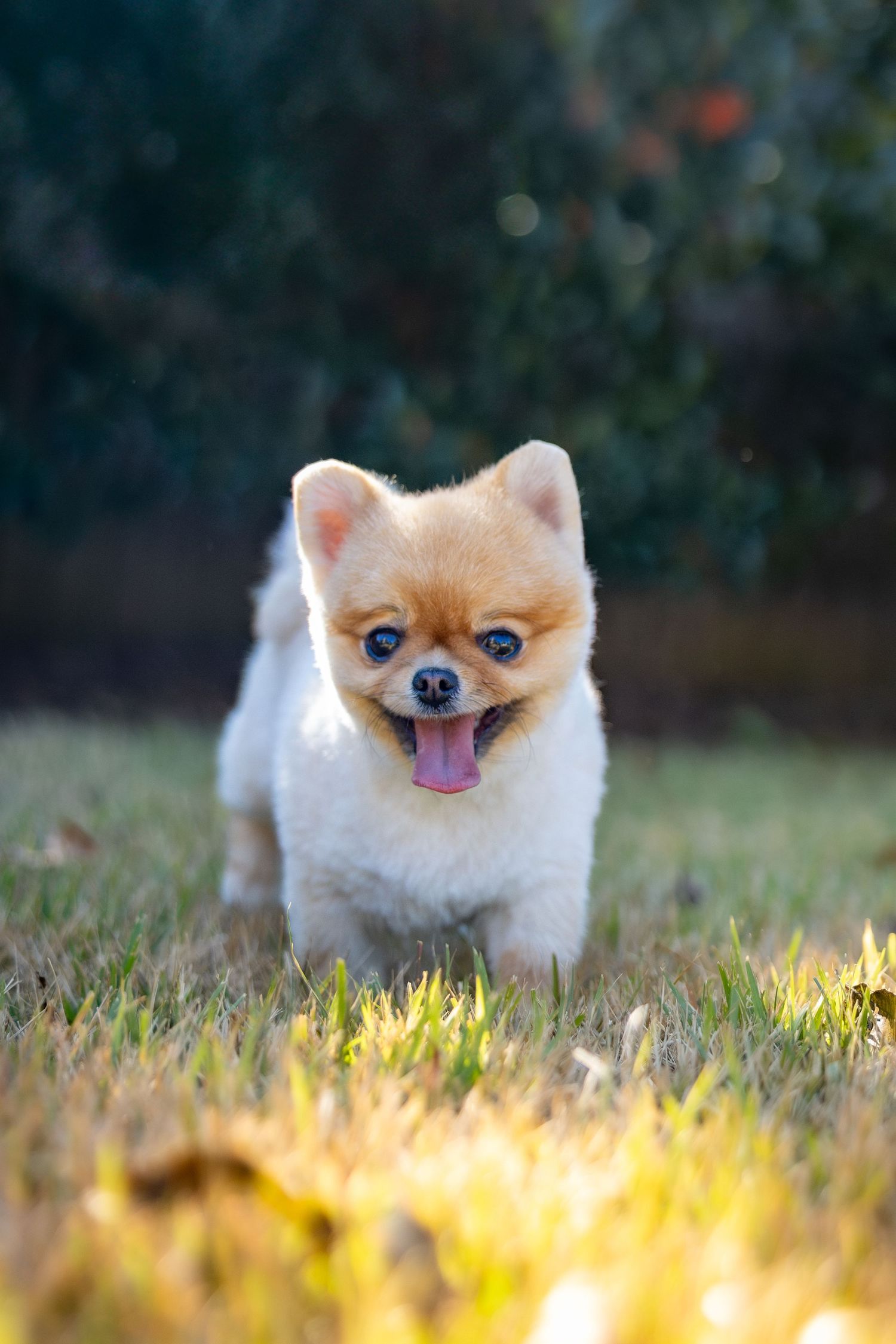Adorable Pomeranian dog with bright eyes playing in golden sunlit grass.