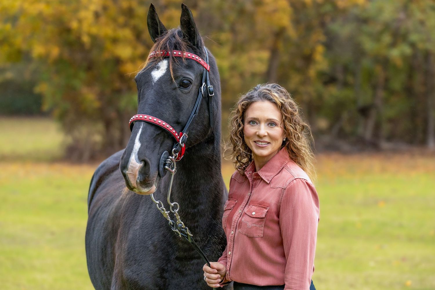 A black horse with red bridle poses in a green field during fall.