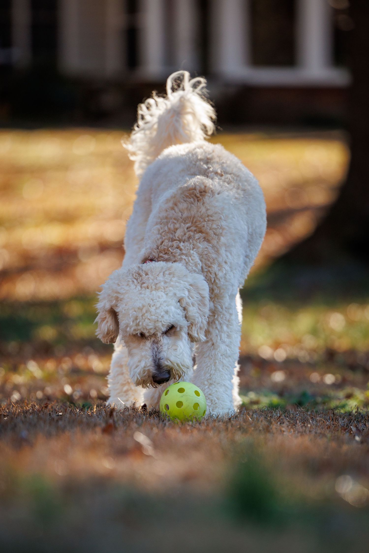 White dog playing with a bright yellow tennis ball on the ground surrounded by scattered leaves.