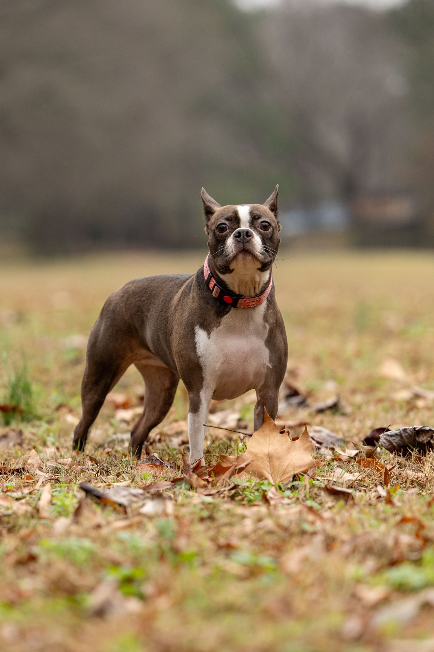 Boston terrier dog wearing red collar stands alertly in autumn leaves scattered across a grassy field.