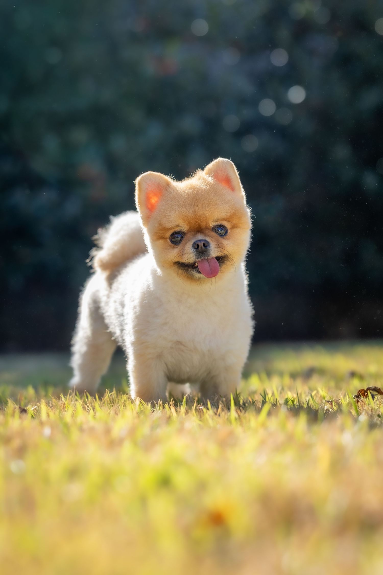Cute Pomeranian with fox-like features standing in warm afternoon sunlight.