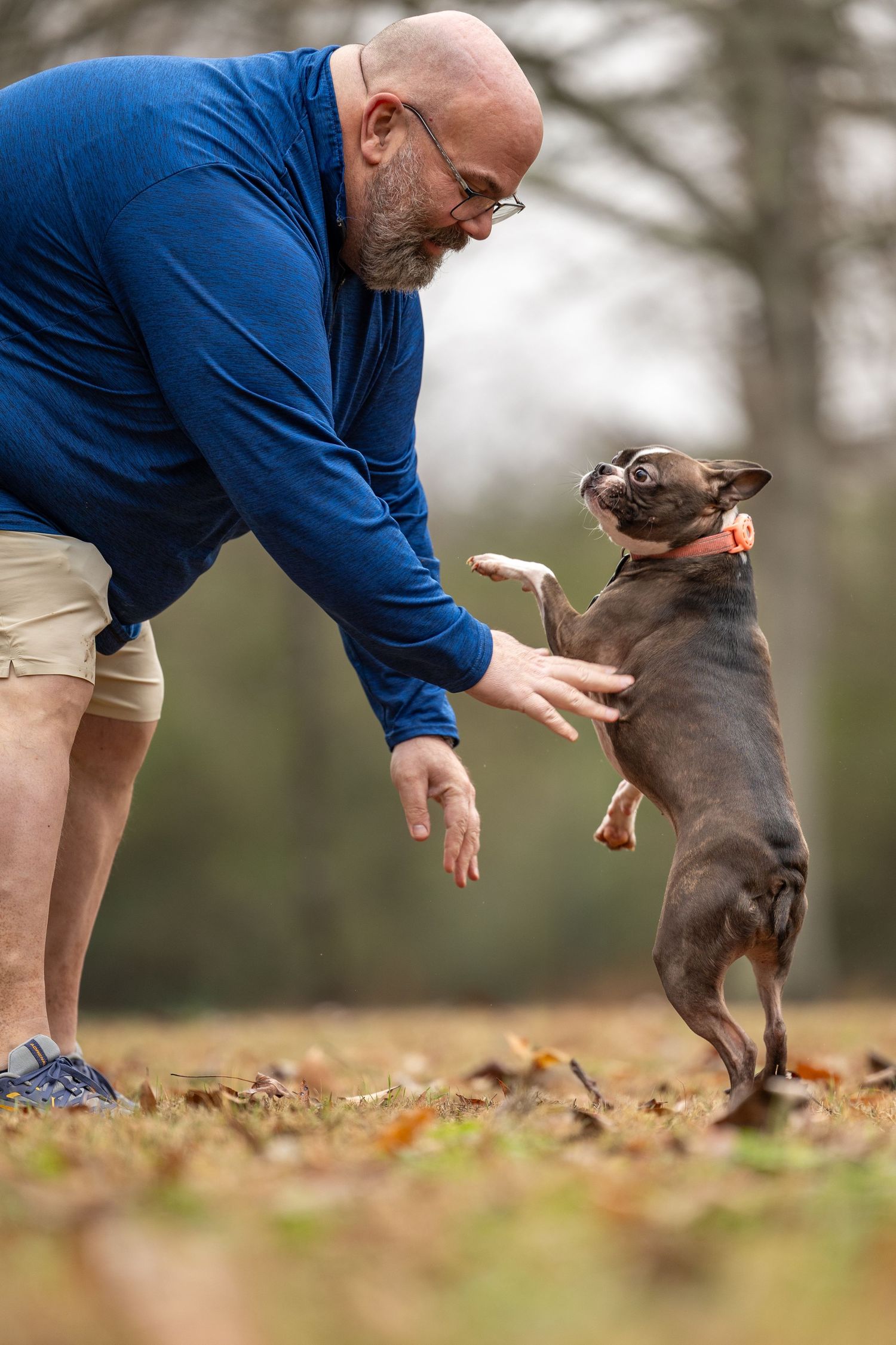 A Chihuahua dog jumps up playfully to interact with someone in a blue sweater on an autumn day with fallen leaves.