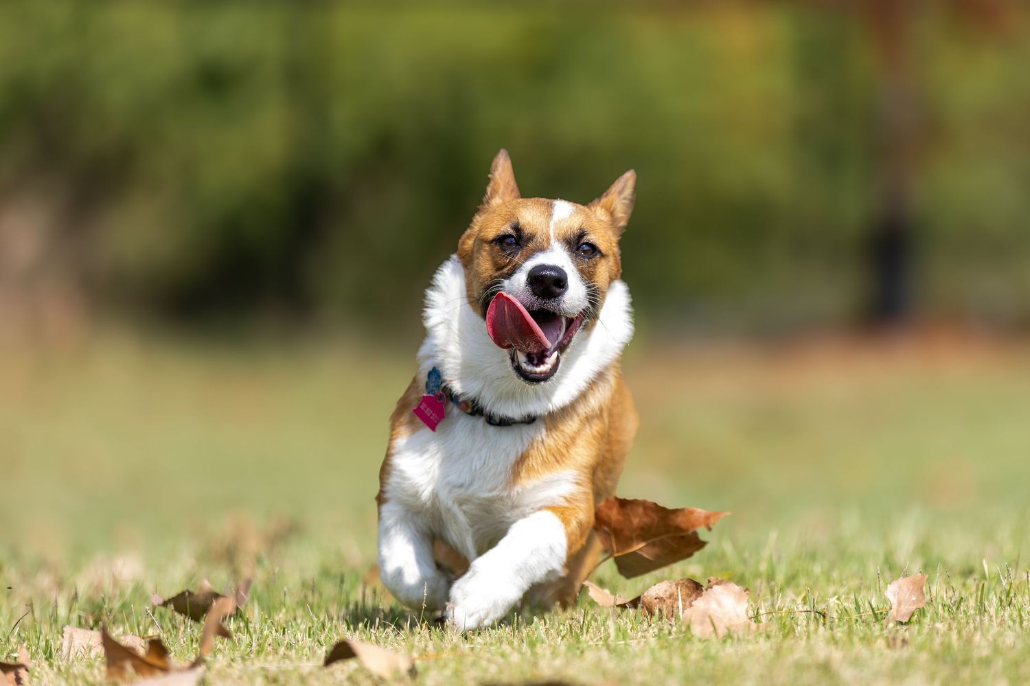 Corgi dog running and playing in autumn grass.