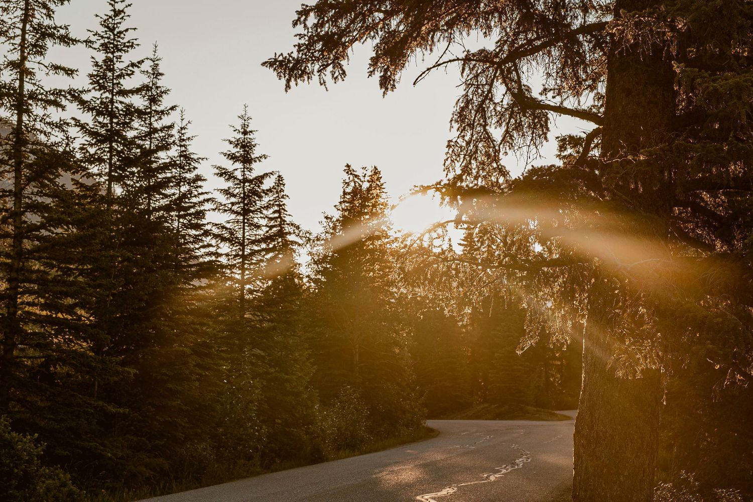 A winding forest road at sunset with sunbeams filtering through tall evergreen trees creating a golden glow.