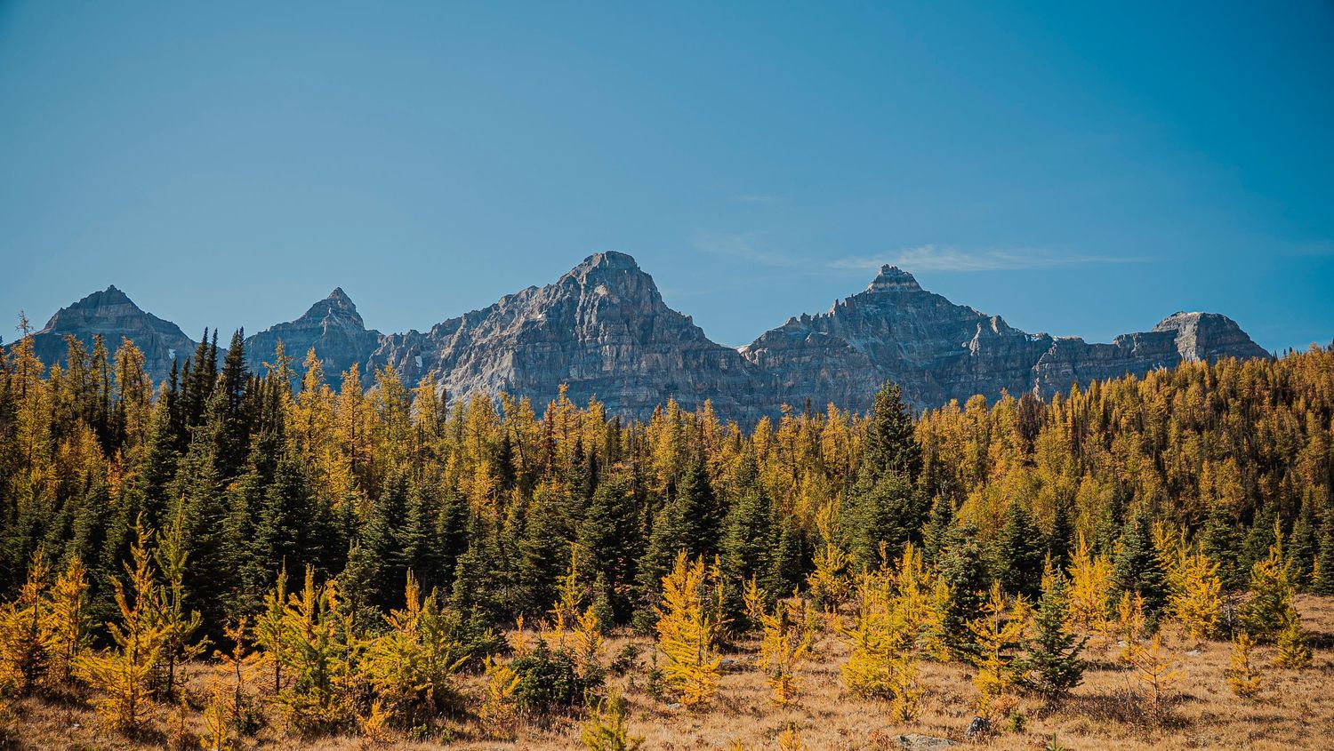 Panoramic view of snow-capped mountain peaks rising above golden autumn larches and evergreen forest in the wilderness.