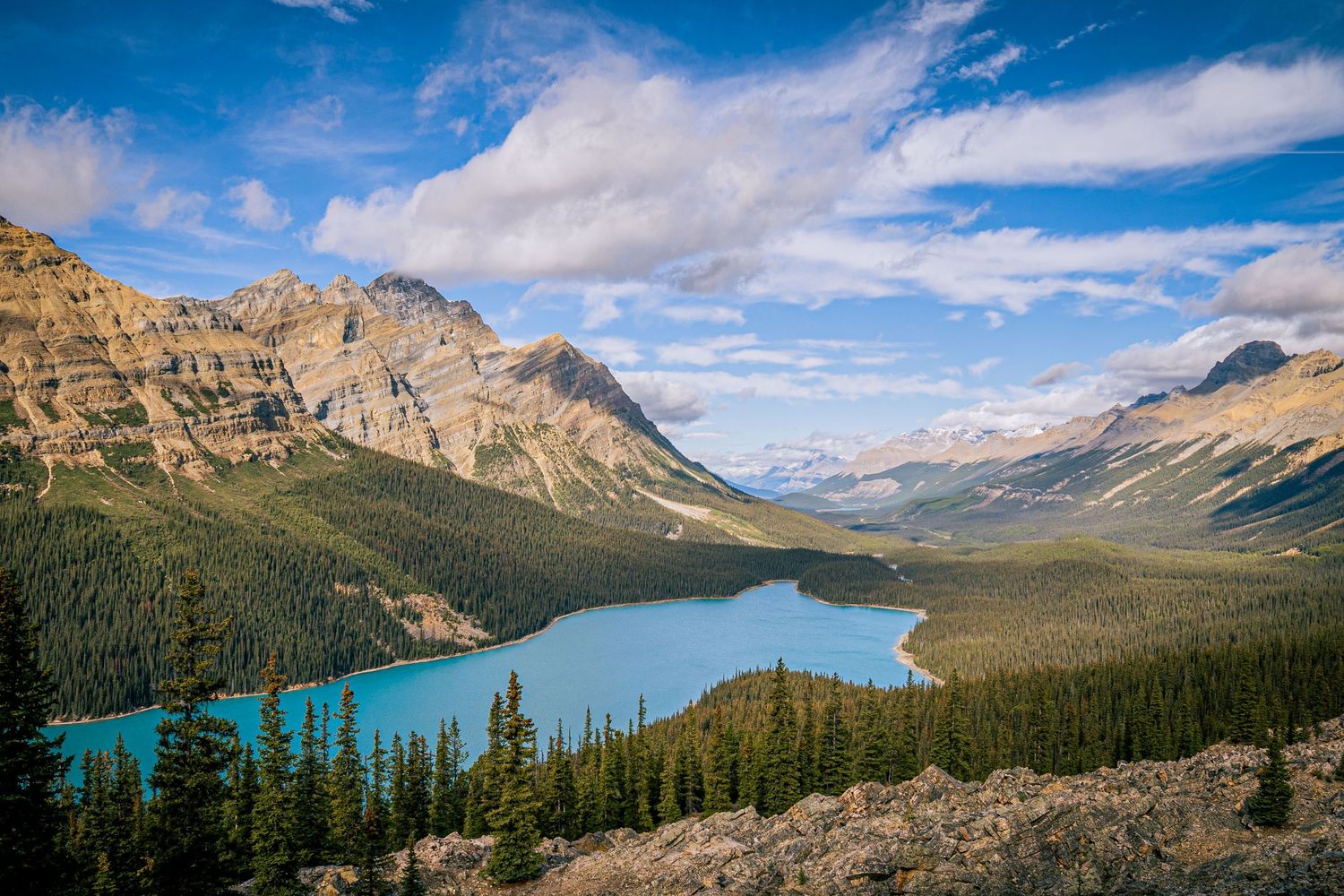 Panoramic view of turquoise Peyto Lake surrounded by majestic Rocky Mountains in Banff National Park under blue skies.