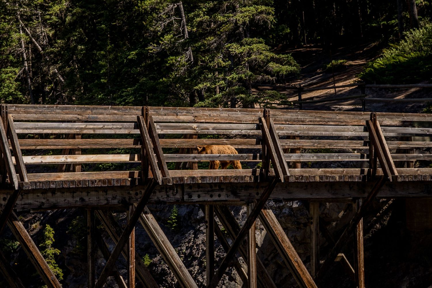 Sunlight streams through a rustic wooden bridge crossing over a forested ravine.