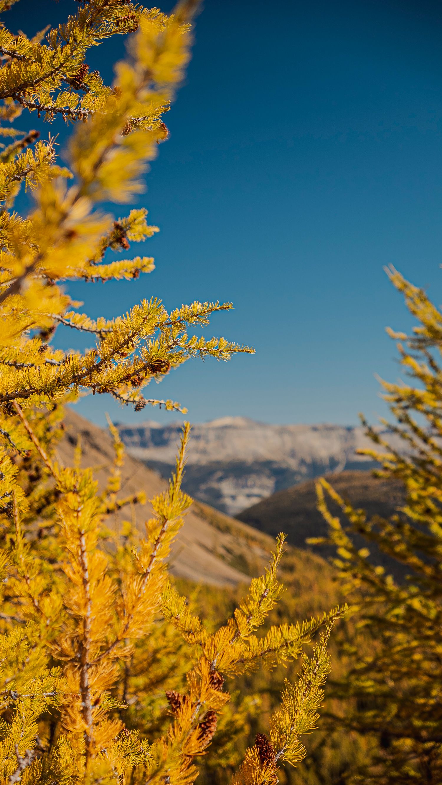 Golden larch trees glow in autumn sunlight against a deep blue sky with snow-capped mountains in the distance.