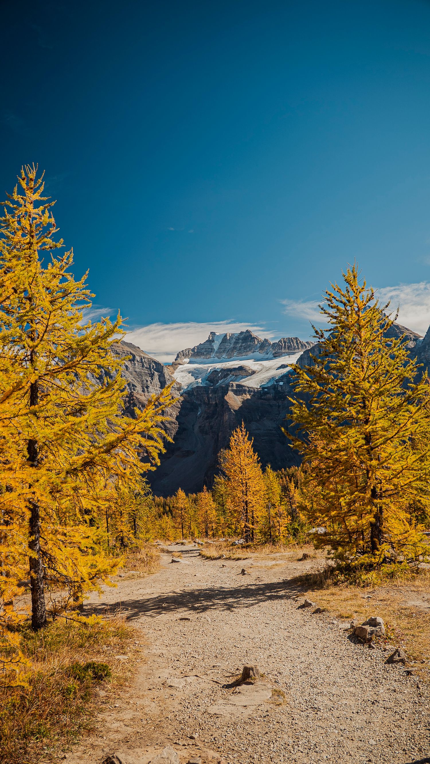 Winding mountain trail through golden larch trees with snow-capped peaks in the distance against blue sky.