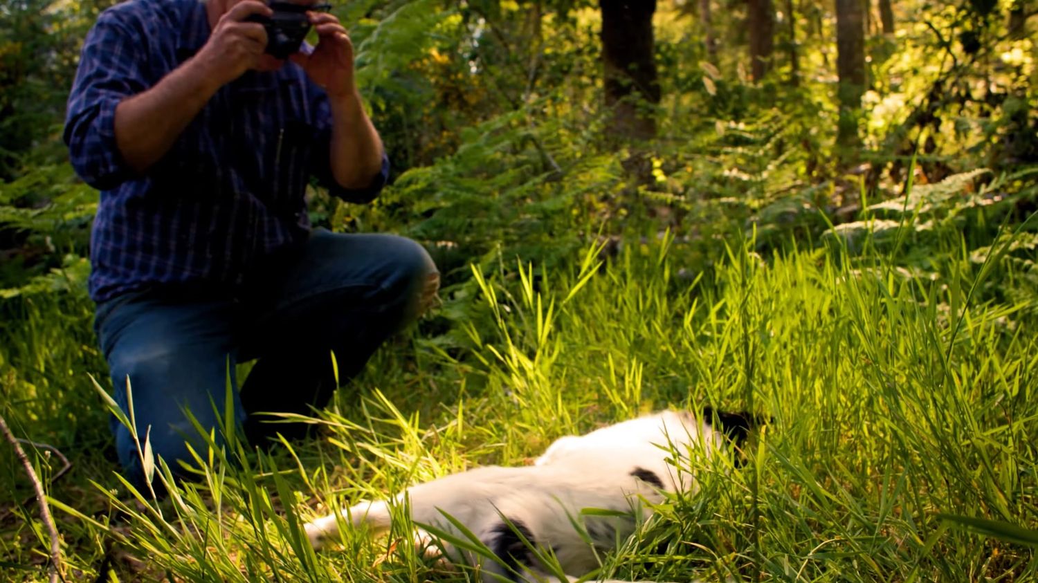 Photographer crouching in lush green forest, capturing images of a white dog lying in tall grass with sunlight filtering through trees.