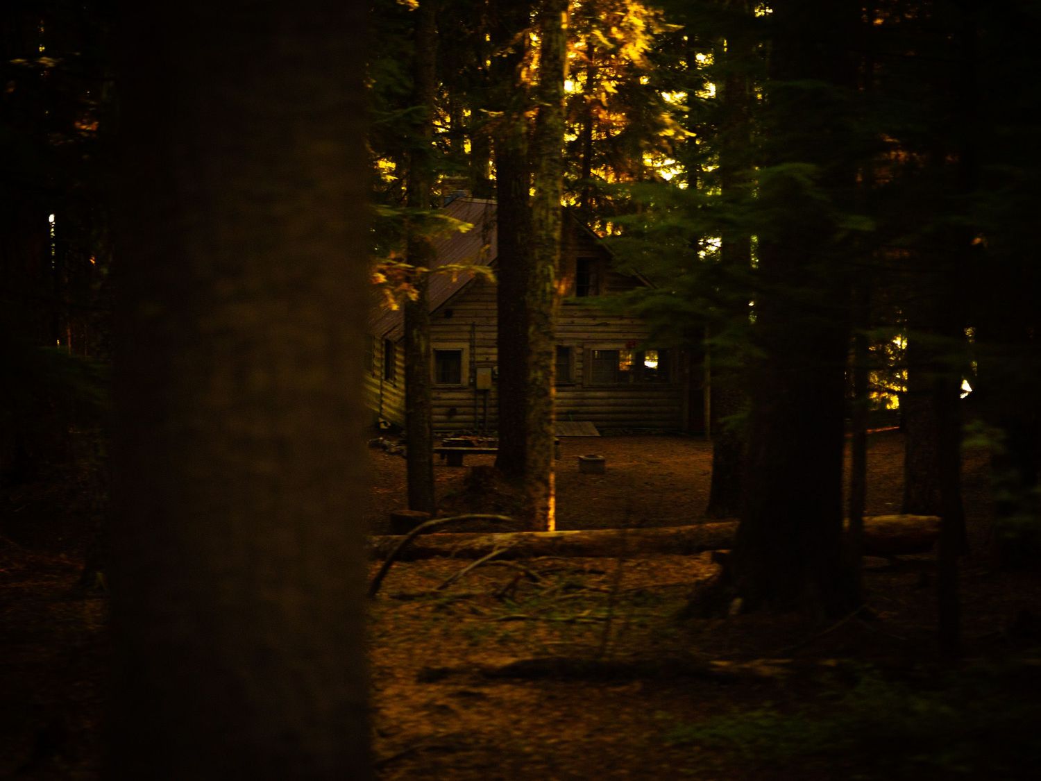 A dark forest trail illuminated by warm glowing lights strung between trees creates a magical nighttime atmosphere.