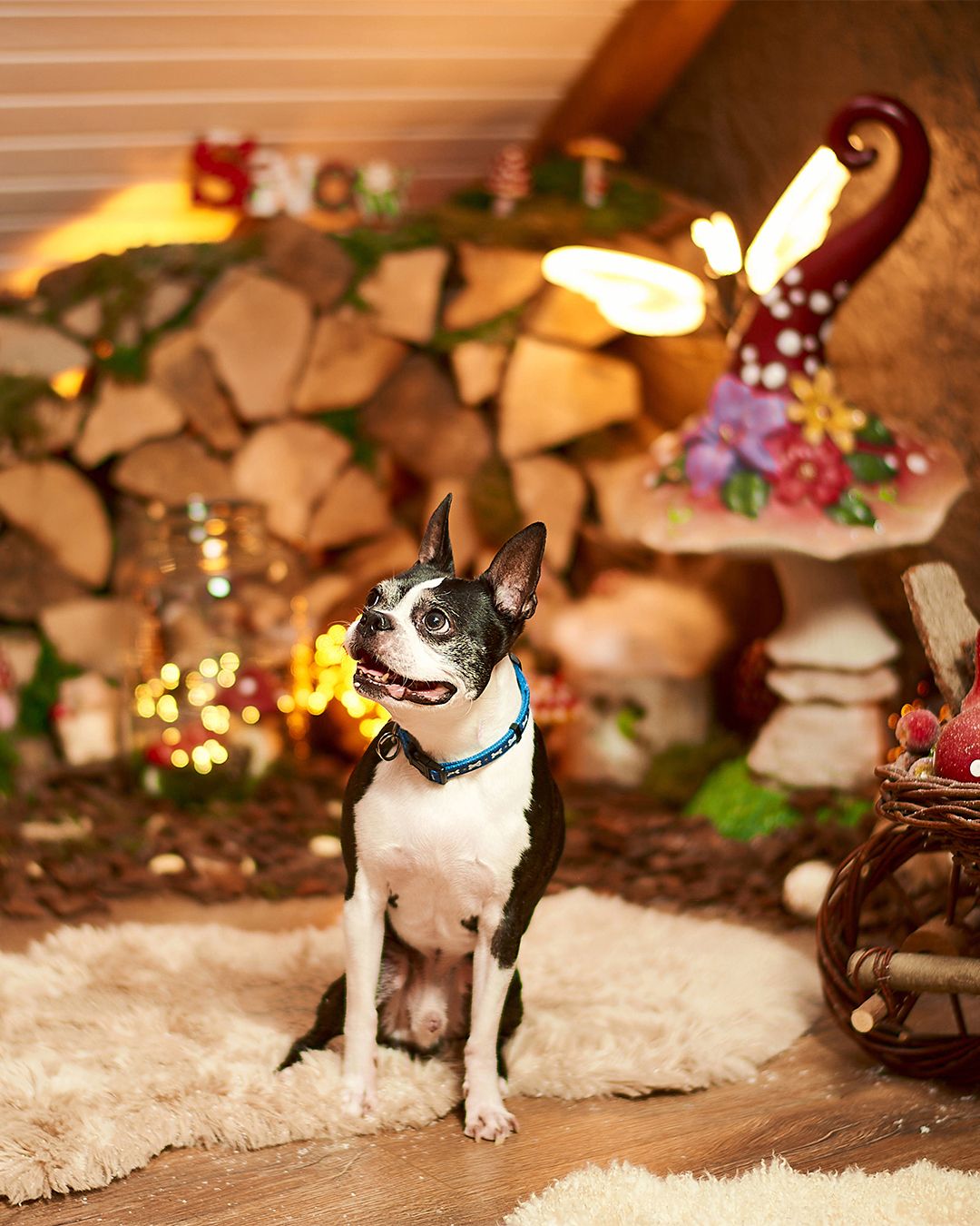 A Boston Terrier dog sits on a fluffy rug beside a decorative mushroom and stacked firewood with warm holiday lights.