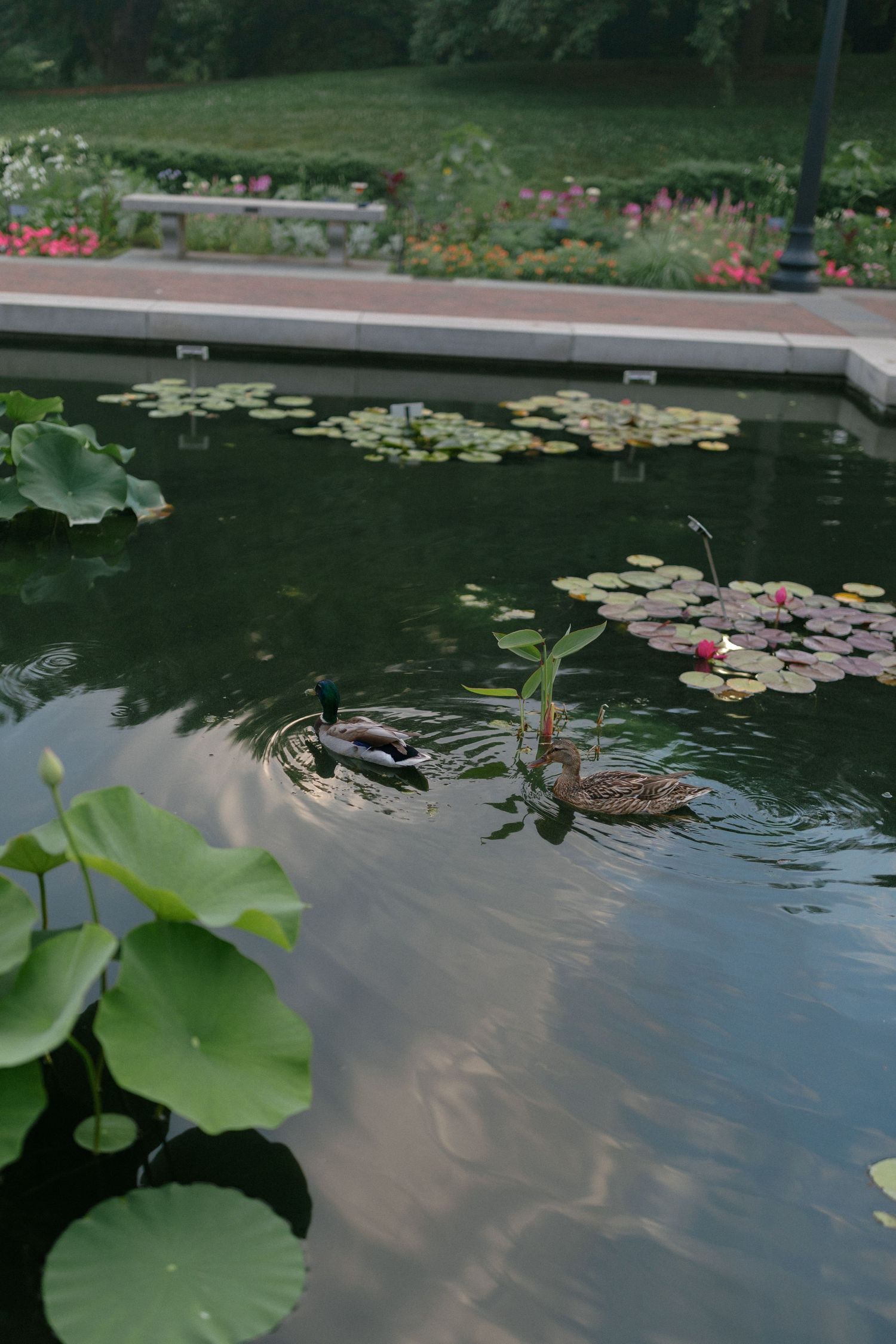 Two mallard ducks swimming among lily pads in a serene garden pond surrounded by lush greenery.