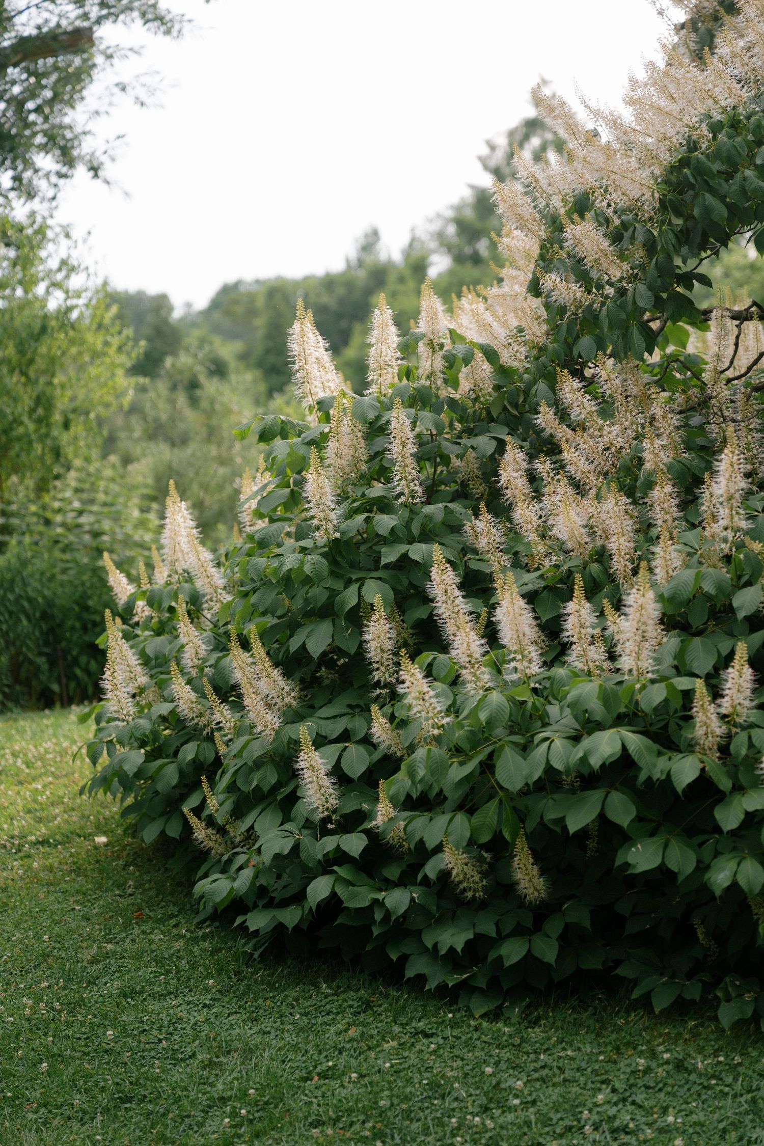 Lush flowering shrubs with white blooms in a garden landscape.