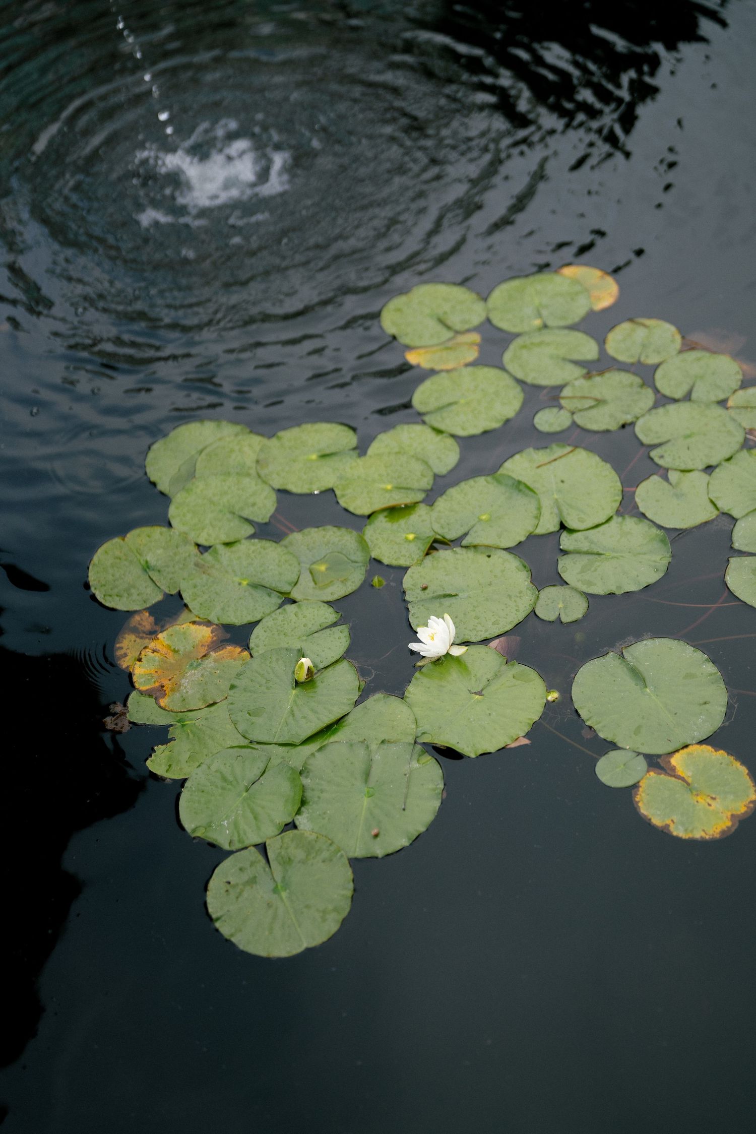 Green lily pads with a single white water lily flower floating on a dark calm pond surface.