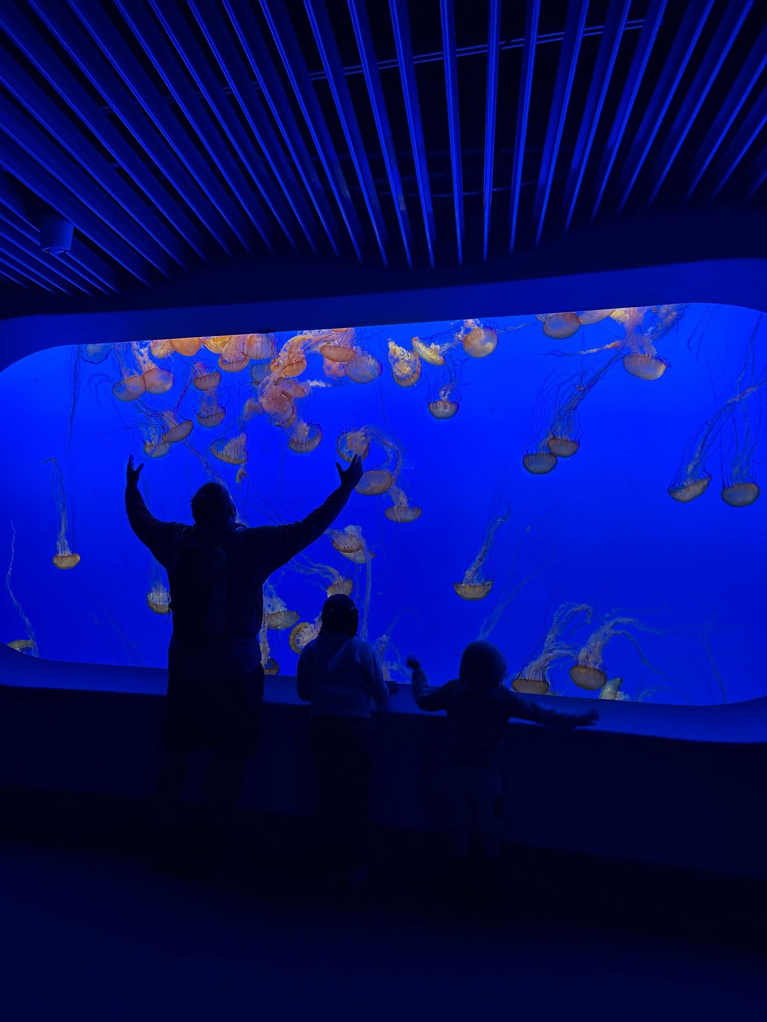 Silhouettes of visitors watching jellyfish float in illuminated blue tanks at an aquarium exhibit.