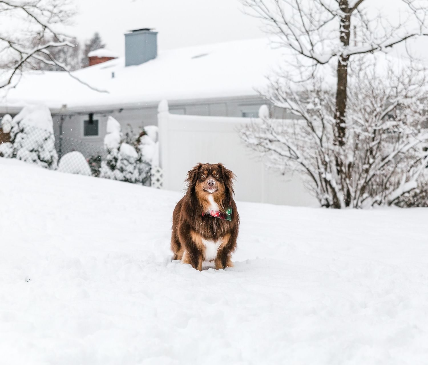 Australian Shepherd dog standing in deep snow with white house and bare winter trees in background.