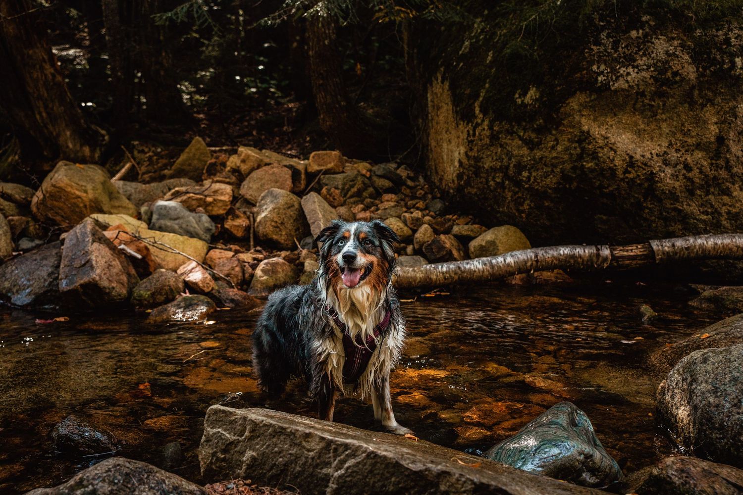 A wet Australian Shepherd dog stands on rocks in a mountain stream with a fallen tree branch in the background.