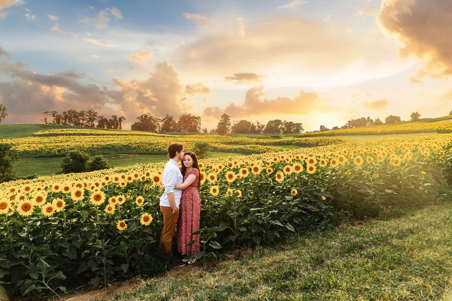 A sunflower field at sunset with golden light streaming through clouds and rolling hills in the background.