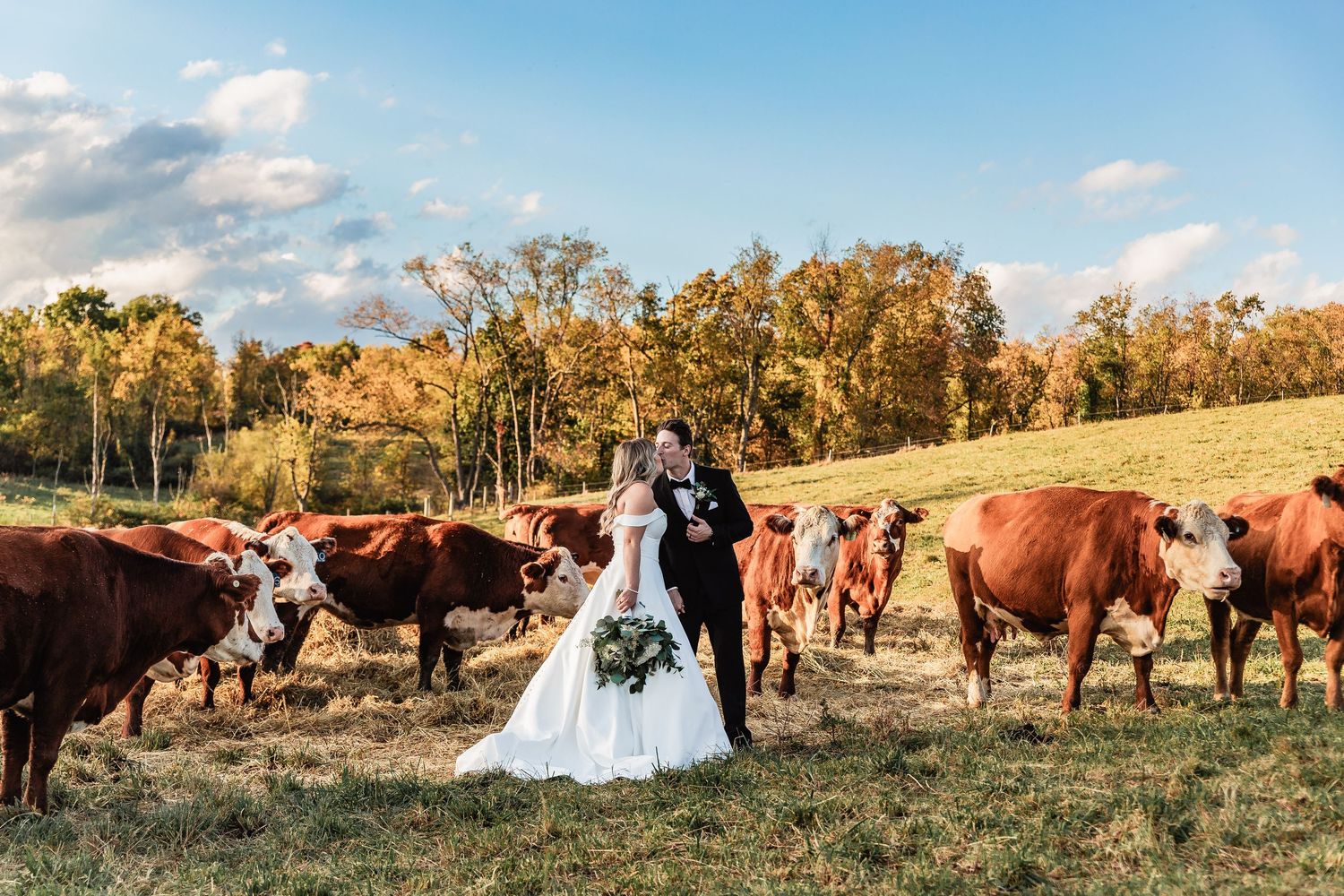 A panoramic view of cattle grazing in a pastoral field during golden hour with trees in the background.