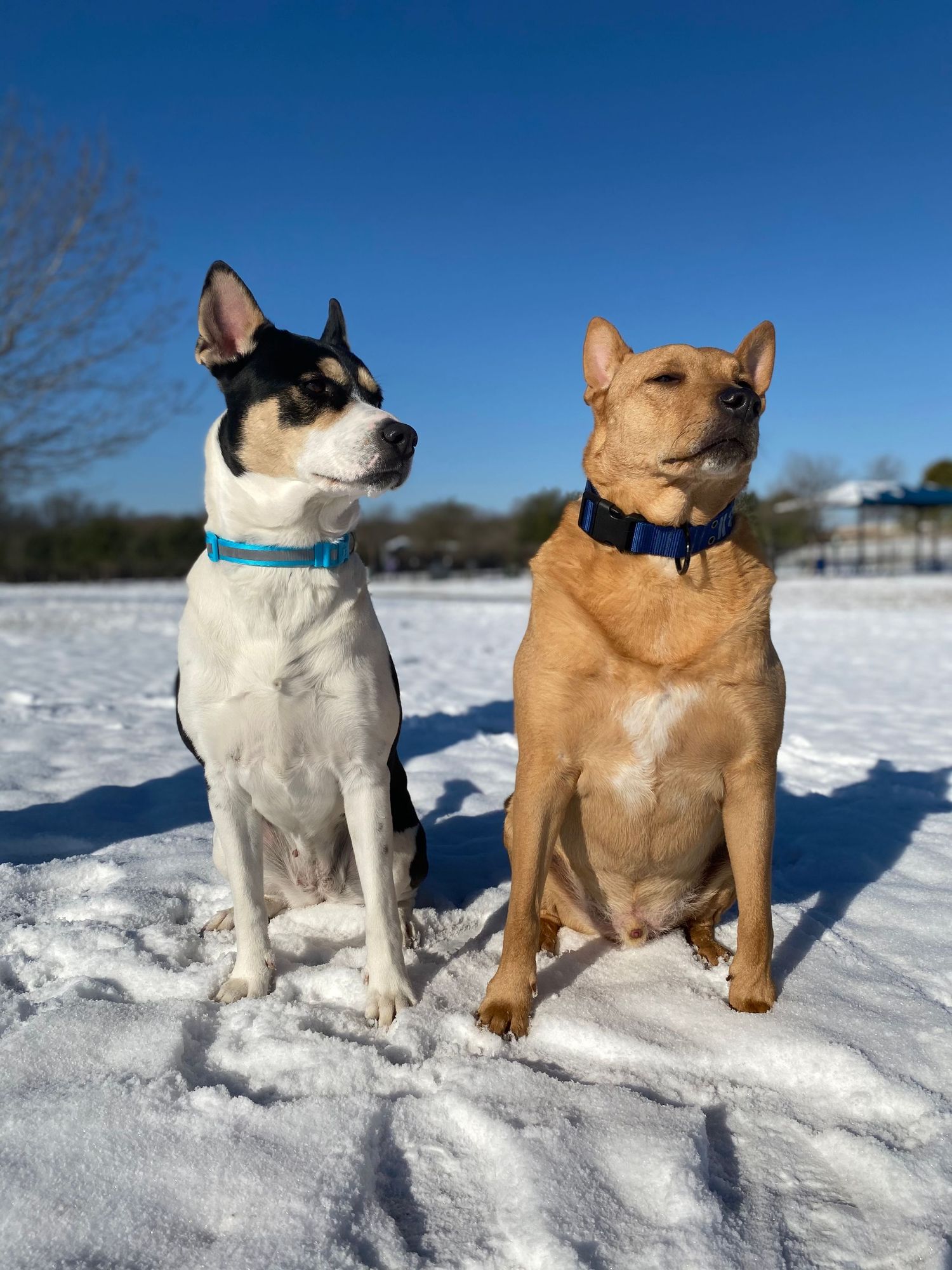 Two dogs sitting alert in snowy field wearing blue collars.